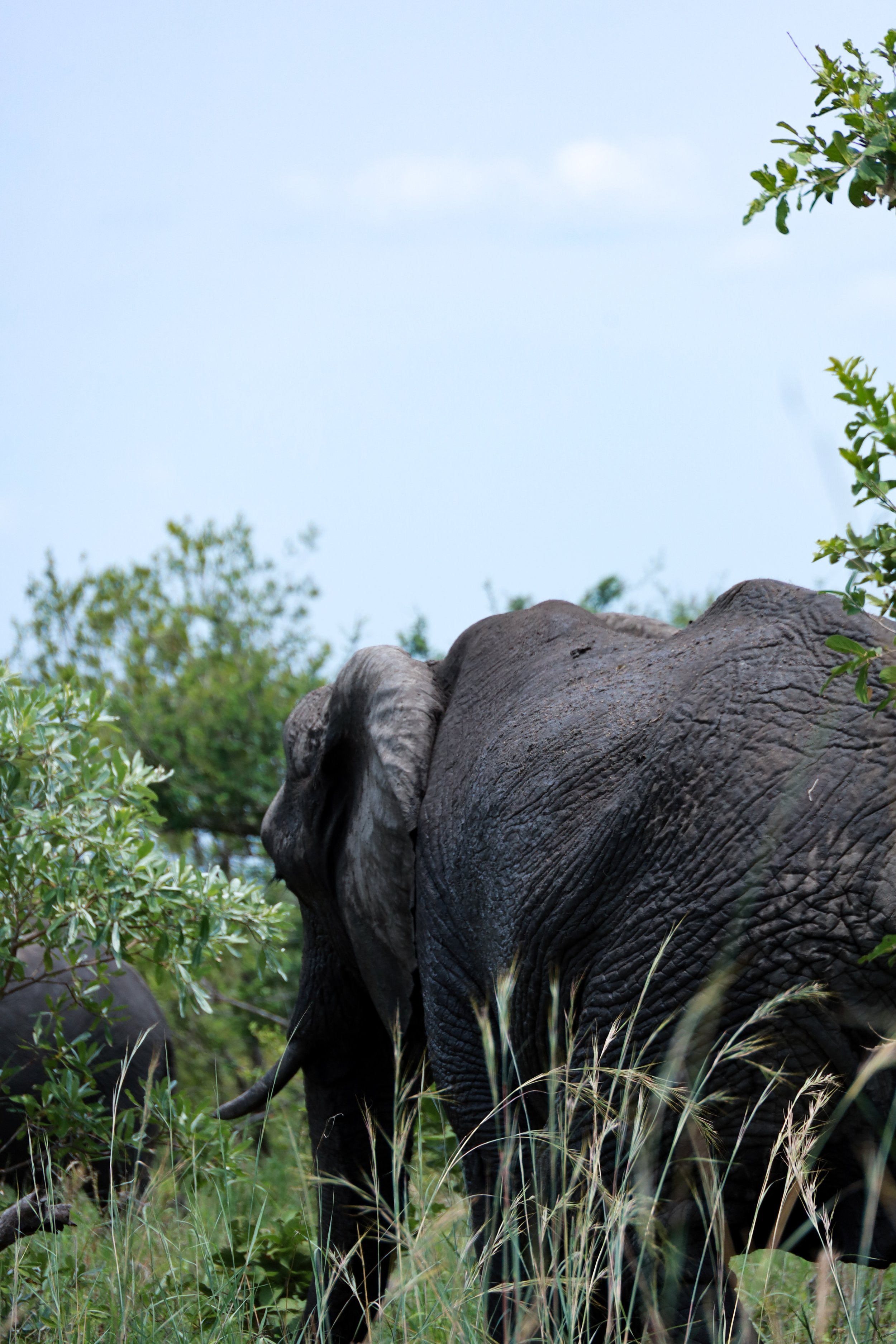 Studio Hancock, Wildlife Photography, Nature Photography, Professional Wildlife Photographer, South African Wildlife Photos, Safari Photography, Elephant