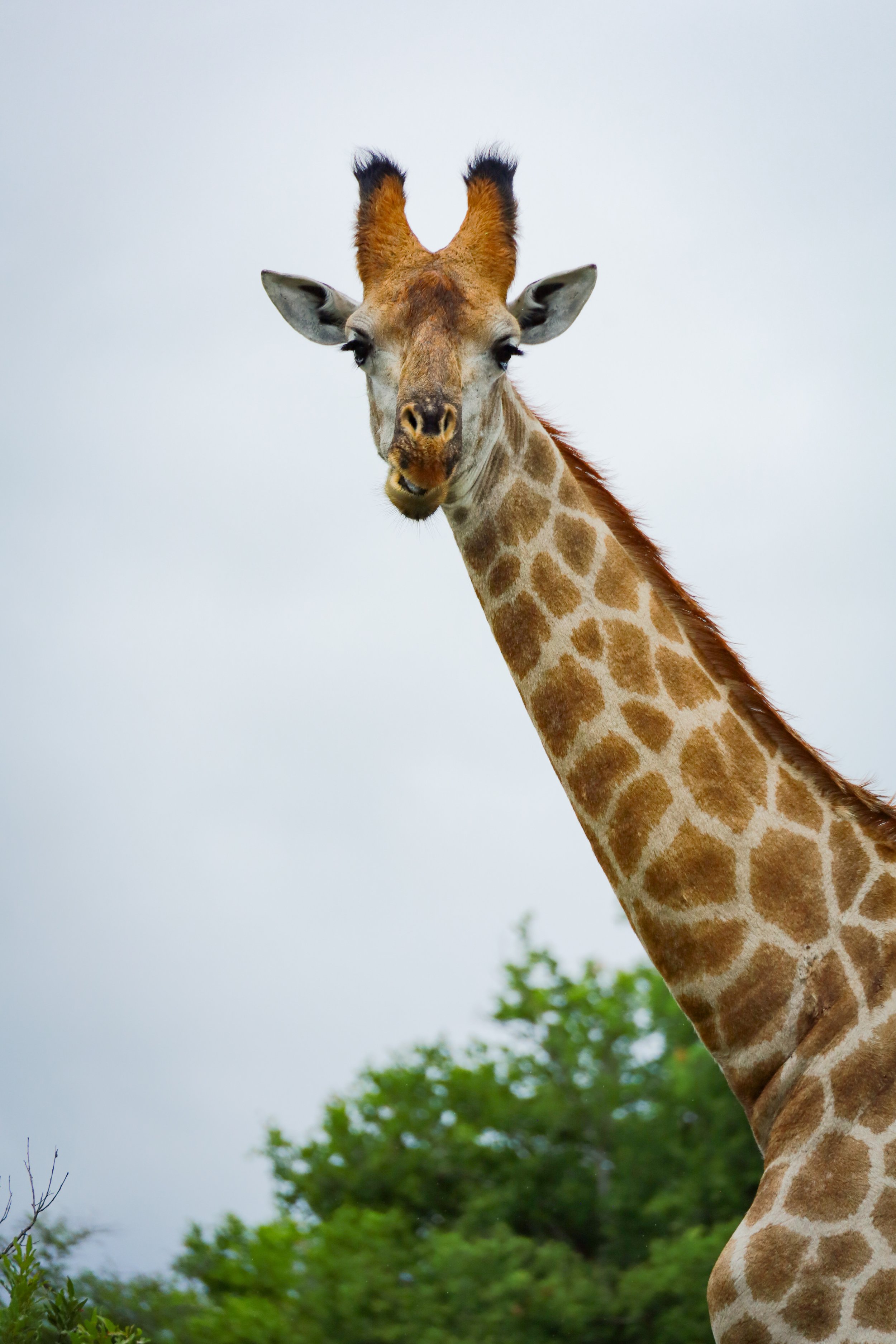 Studio Hancock, Wildlife Photography, Nature Photography, Professional Wildlife Photographer, South African Wildlife Photos, Safari Photography, Giraffe