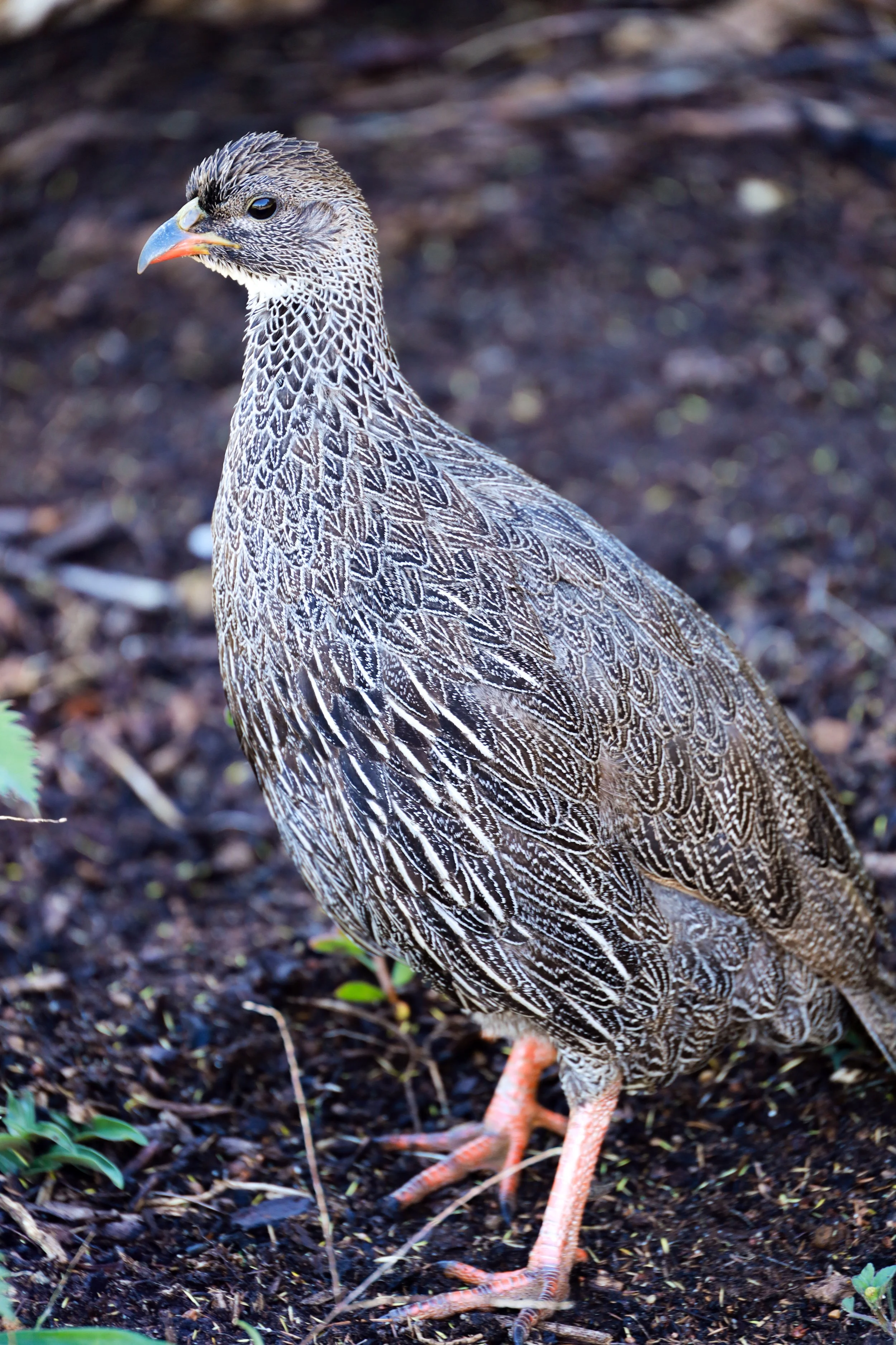 Image - 2024-08-24T102139.262.jpg