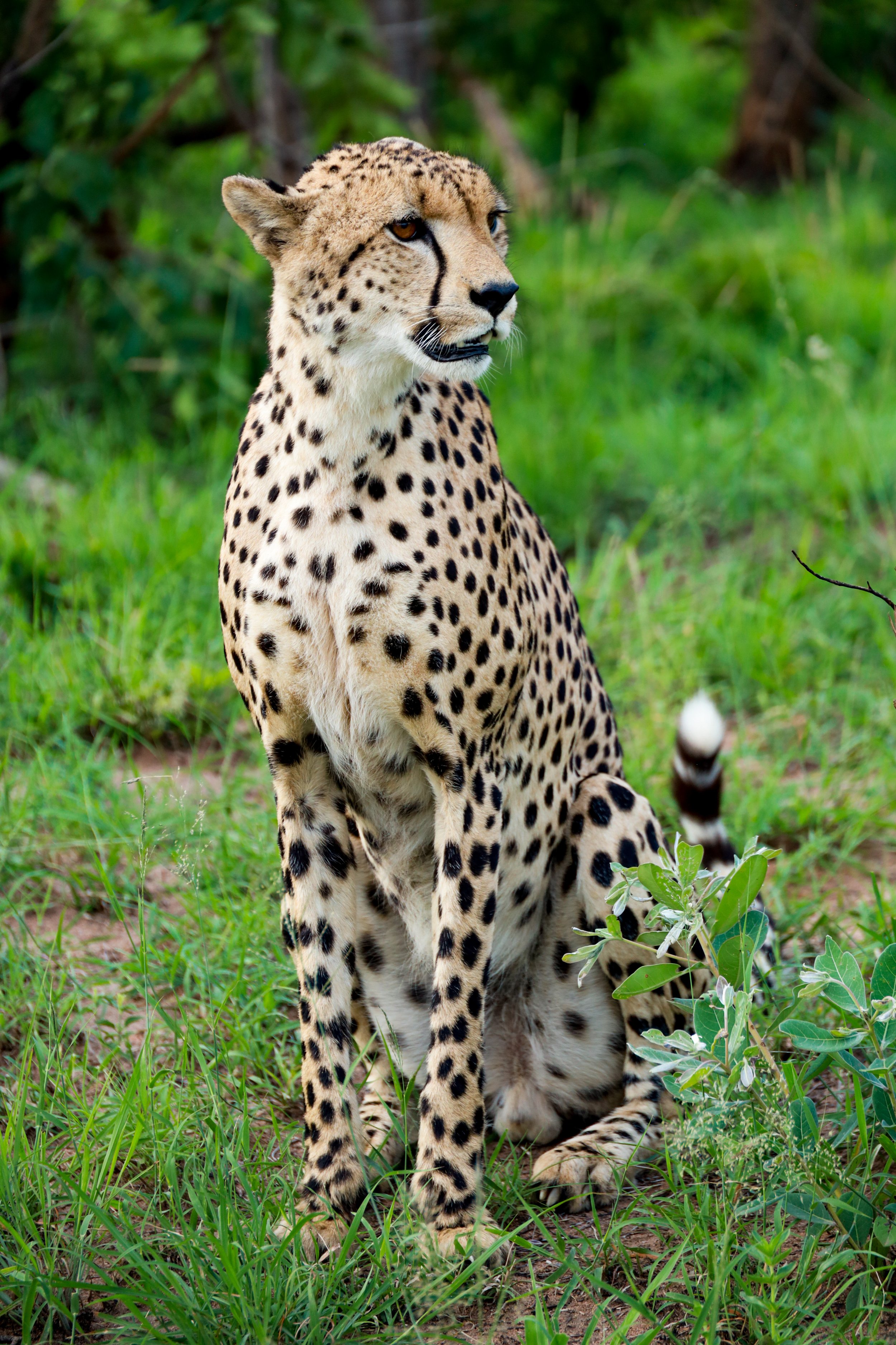 Studio Hancock, Wildlife Photography, Nature Photography, Professional Wildlife Photographer, South African Wildlife Photos, Safari Photography, Cheetah