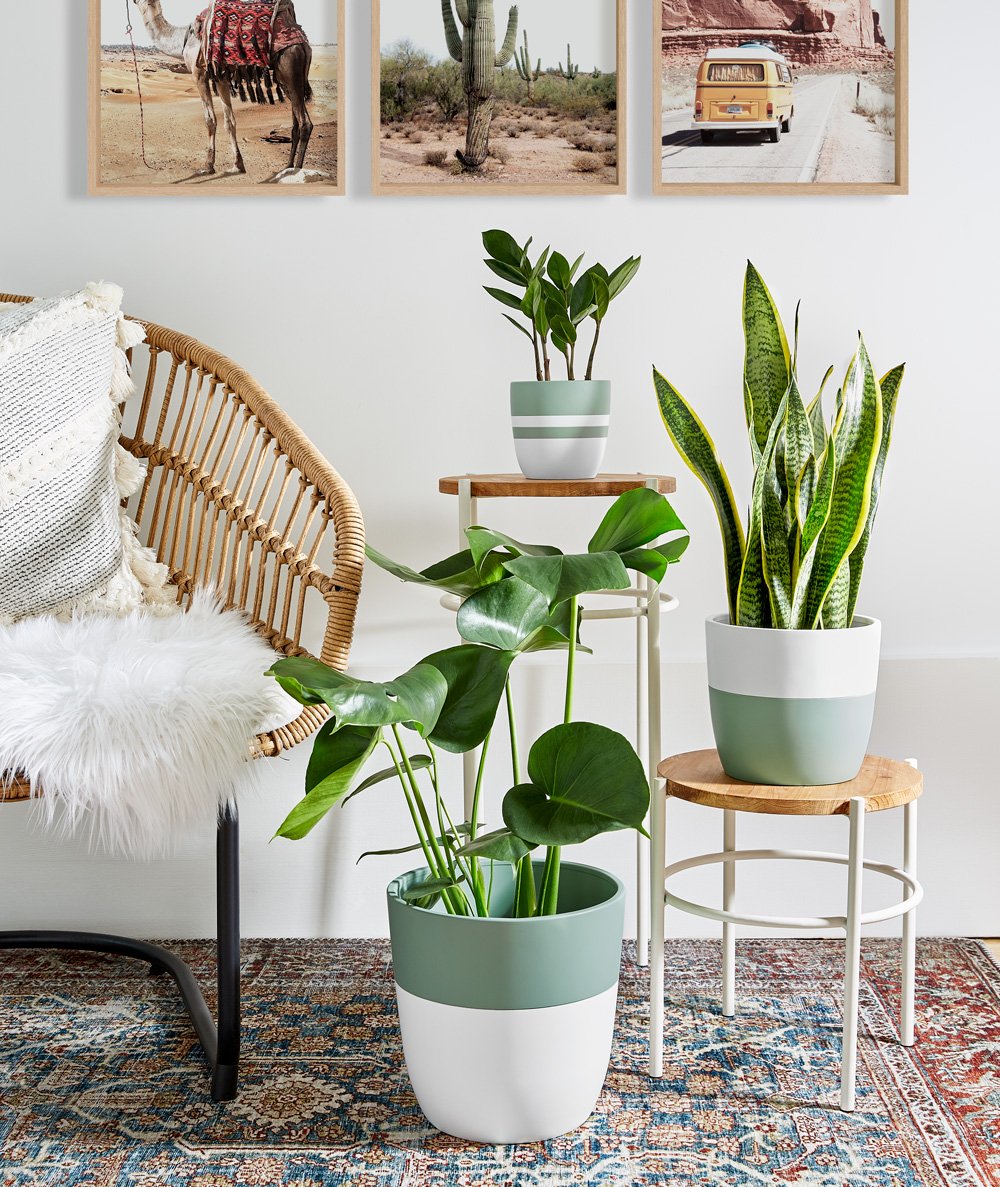 small-plant-ZZ-home.jpg