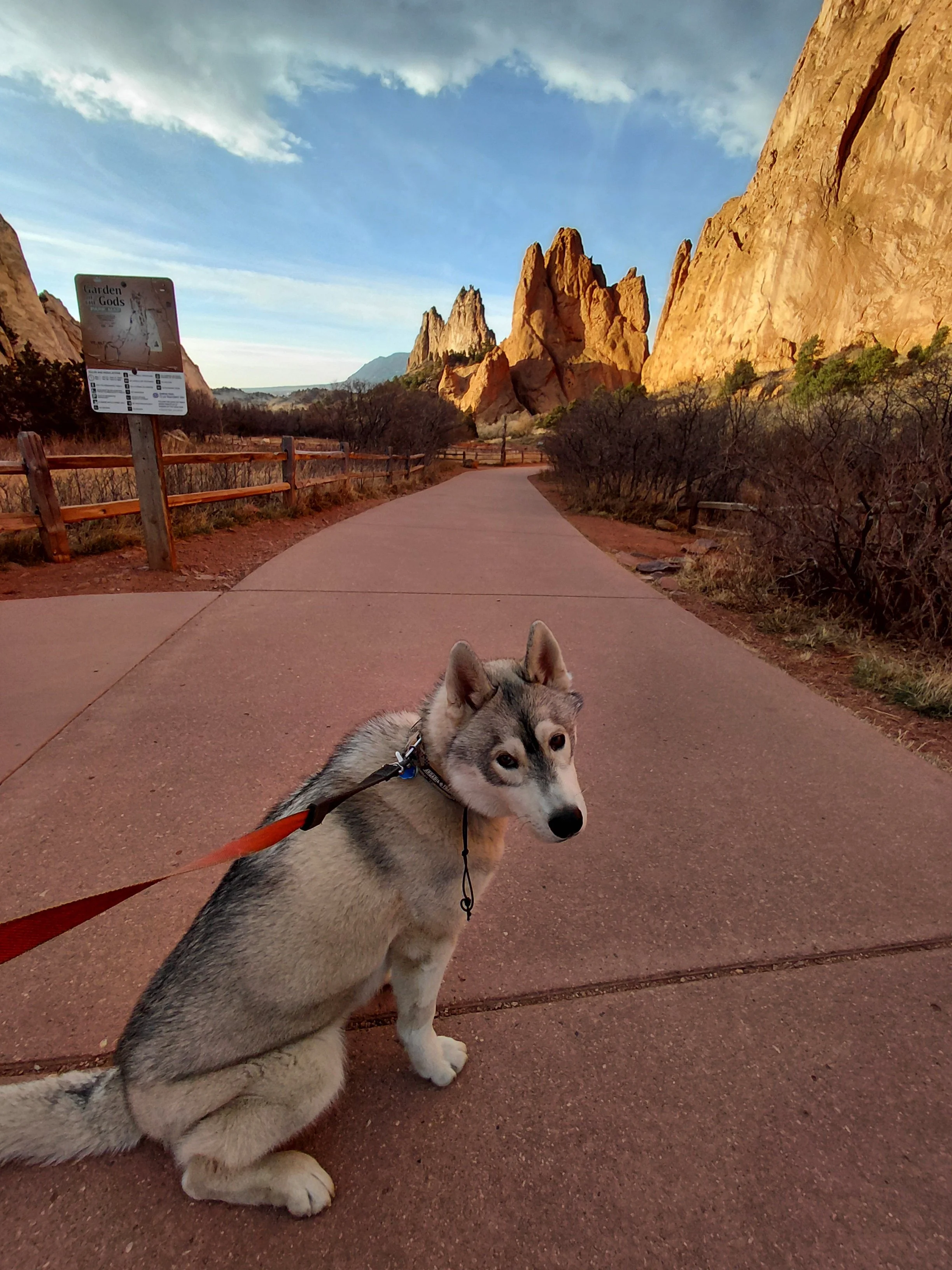A young Siberian Husky dog sitting on a paved trail with red rock formations in the background during sunset.