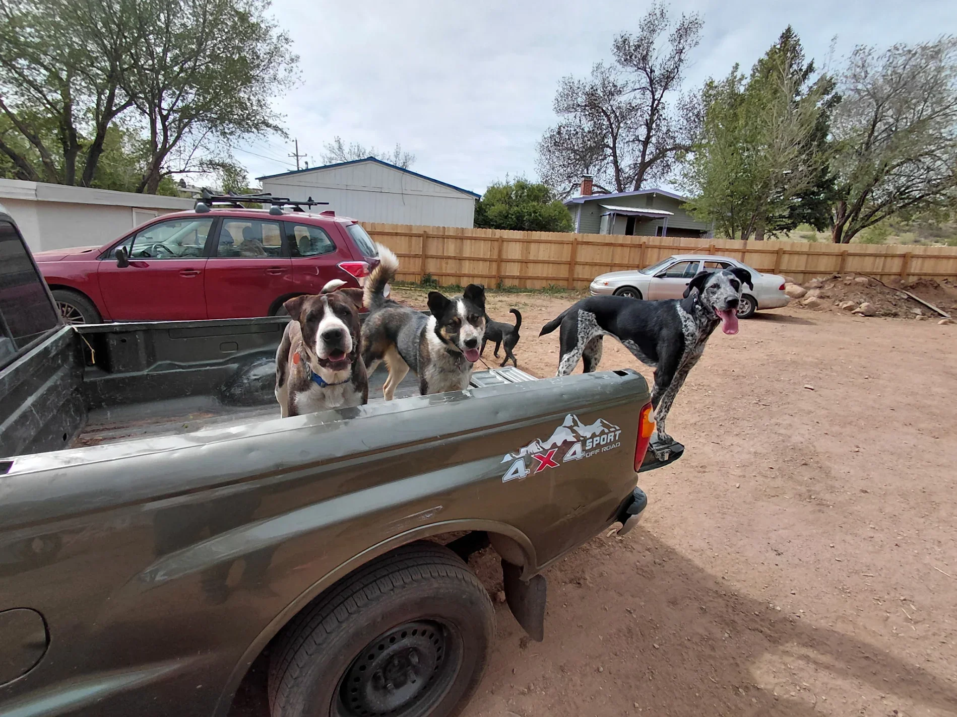 Three dogs standing in the back of a pickup truck, with two cars and a wooden fence in a residential yard.