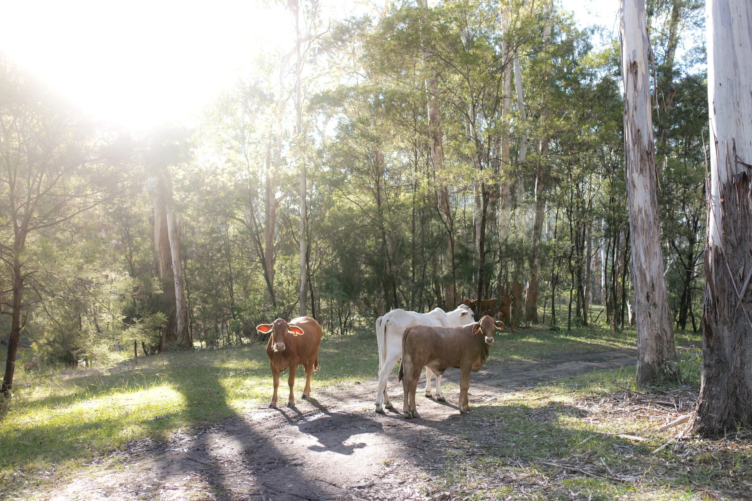 camping (3 of 14).jpg