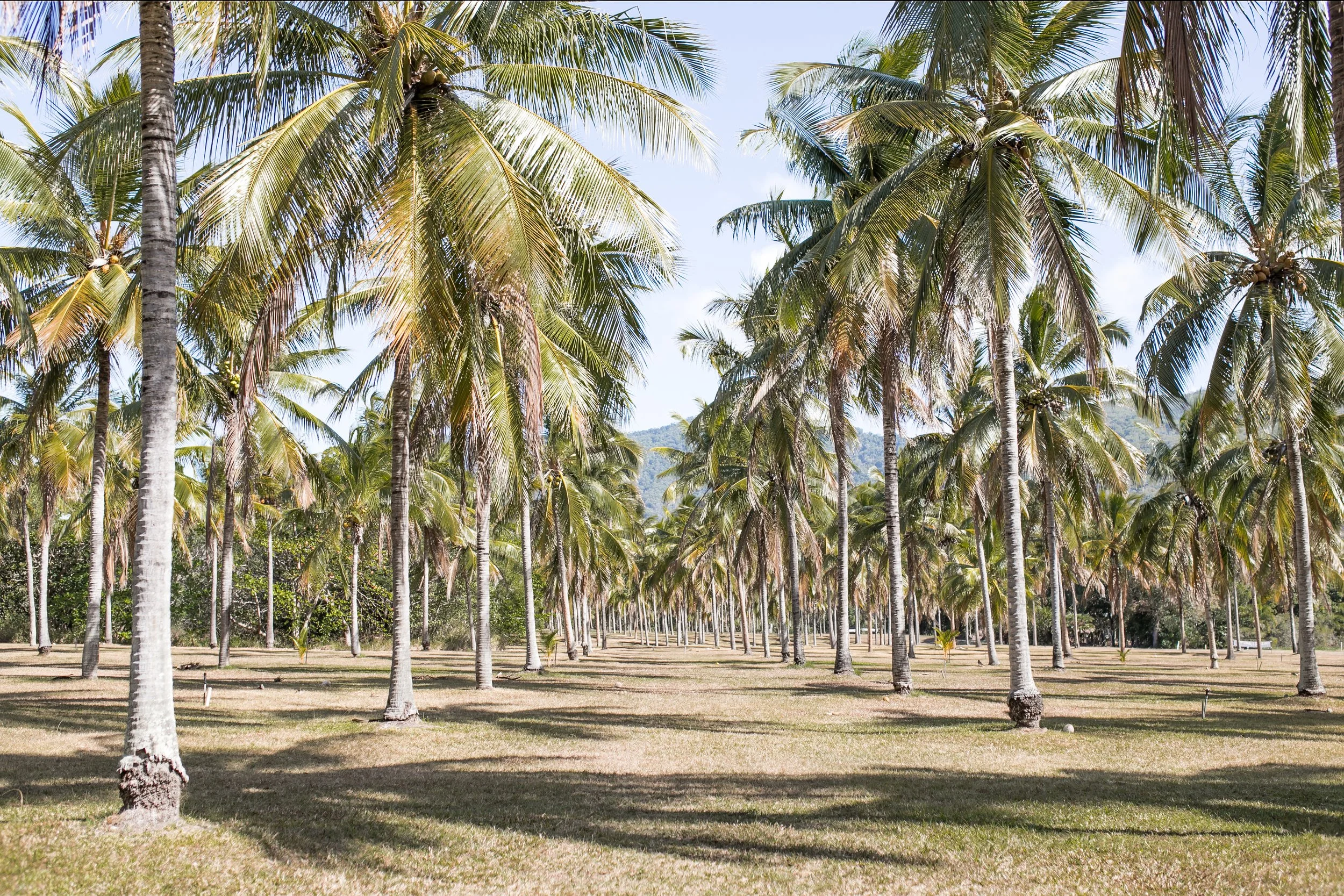 ThalaPalms-October 05, 2020-1.jpg