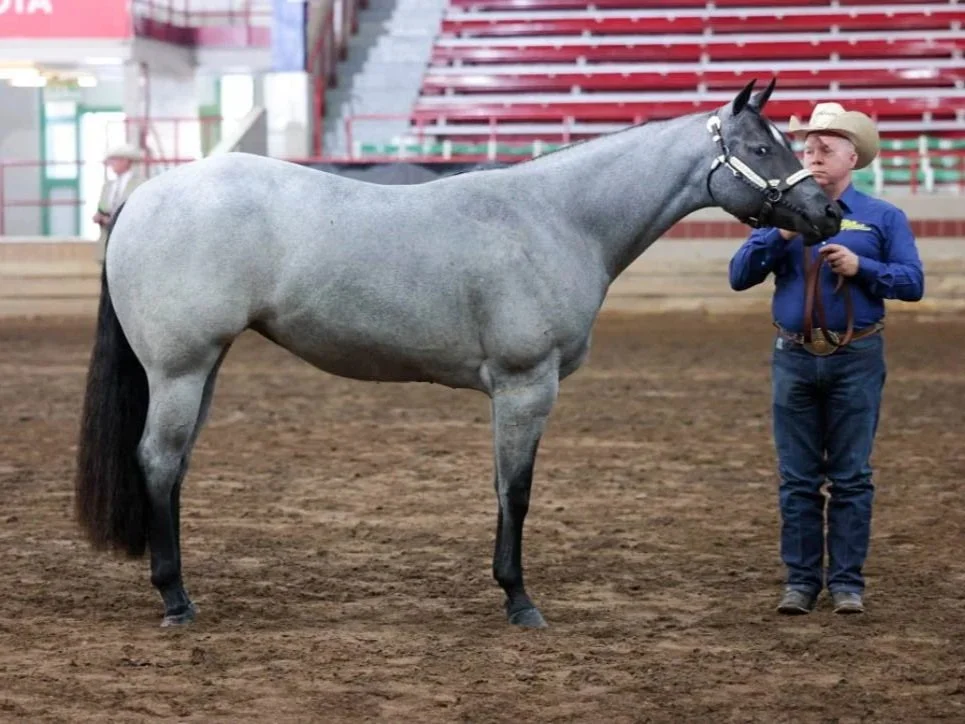 Rider guiding a horse in a showmanship class at BASO in Syracuse NY