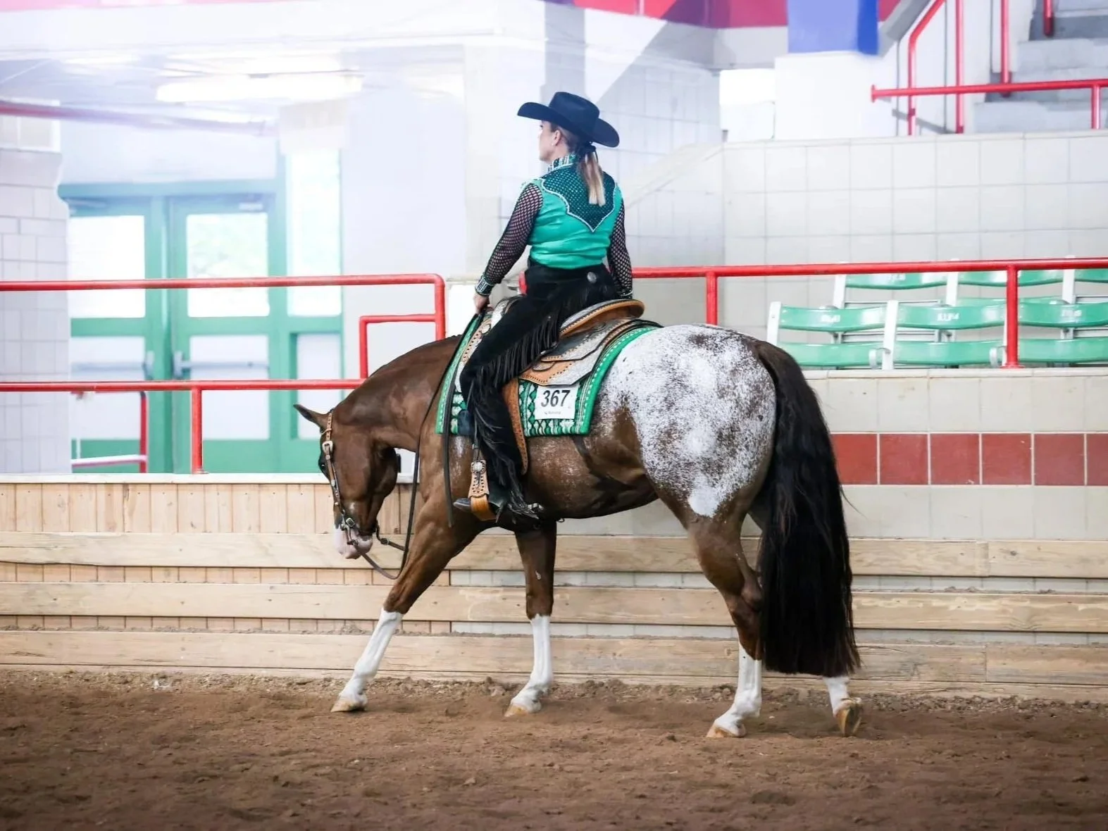 Appaloosa horse captured in pose at BASO