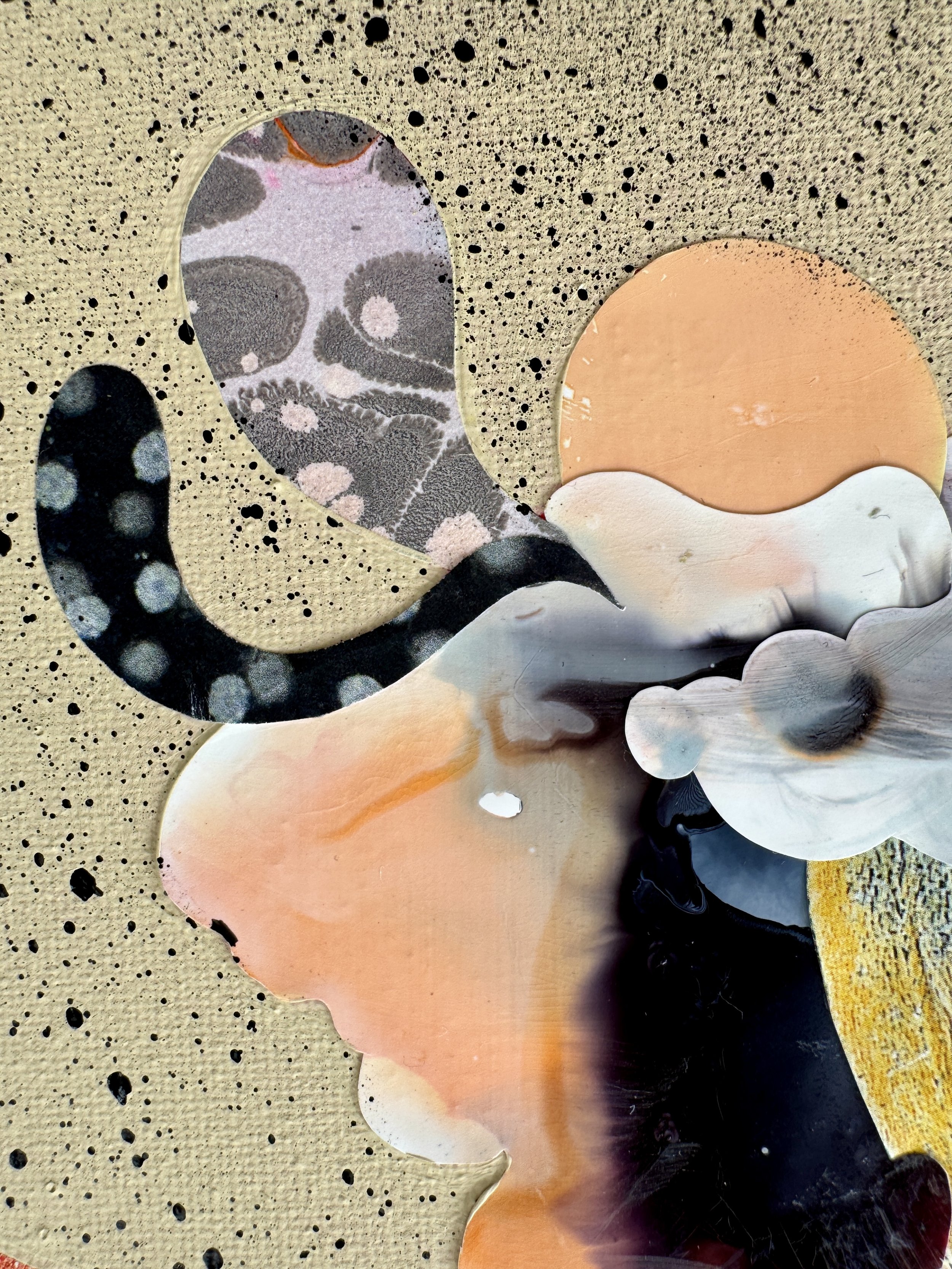 When Butterflies Get Bored Close Up 2.jpg