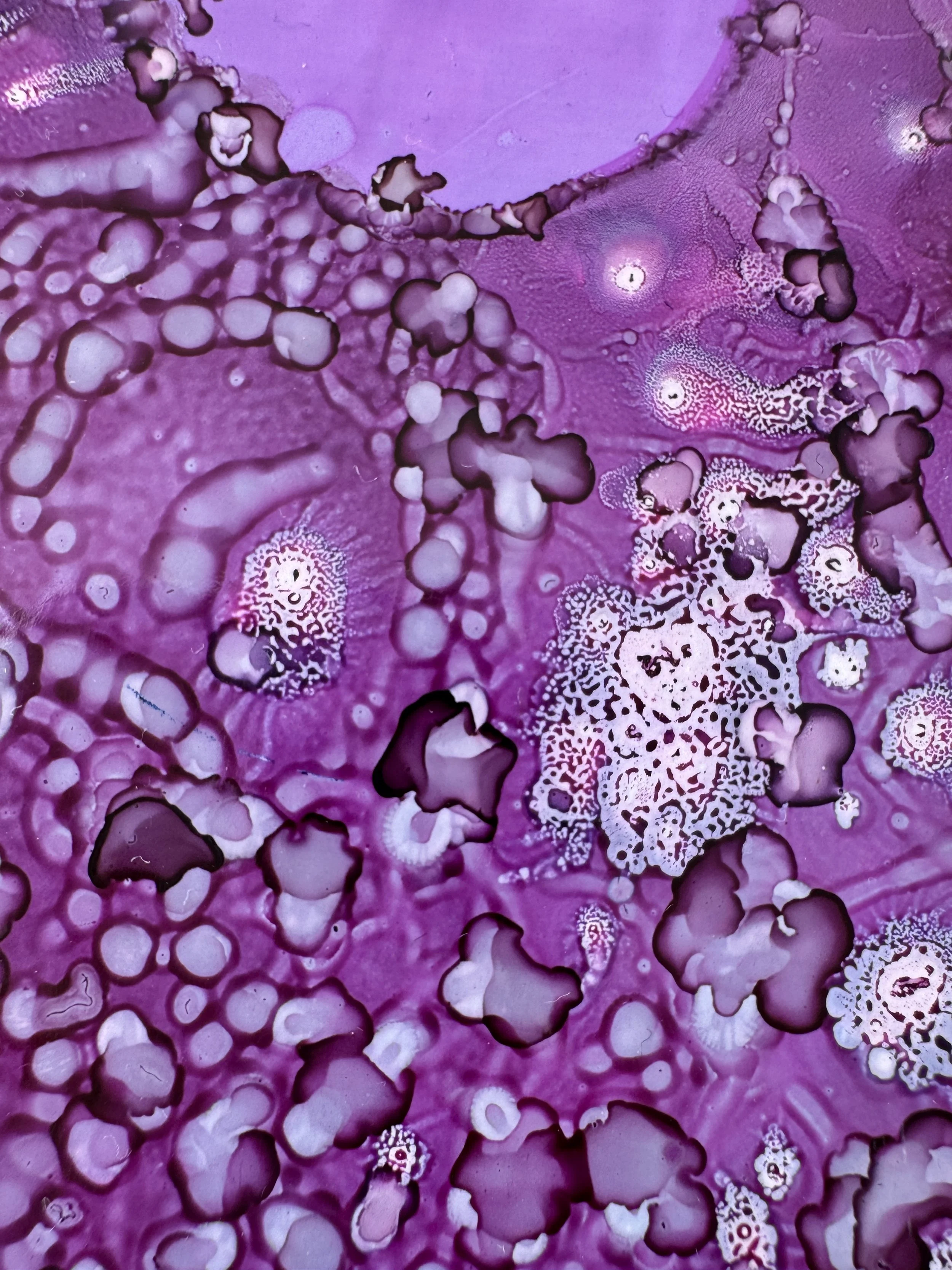 Zippidy Do Dah Close Up 2.jpg