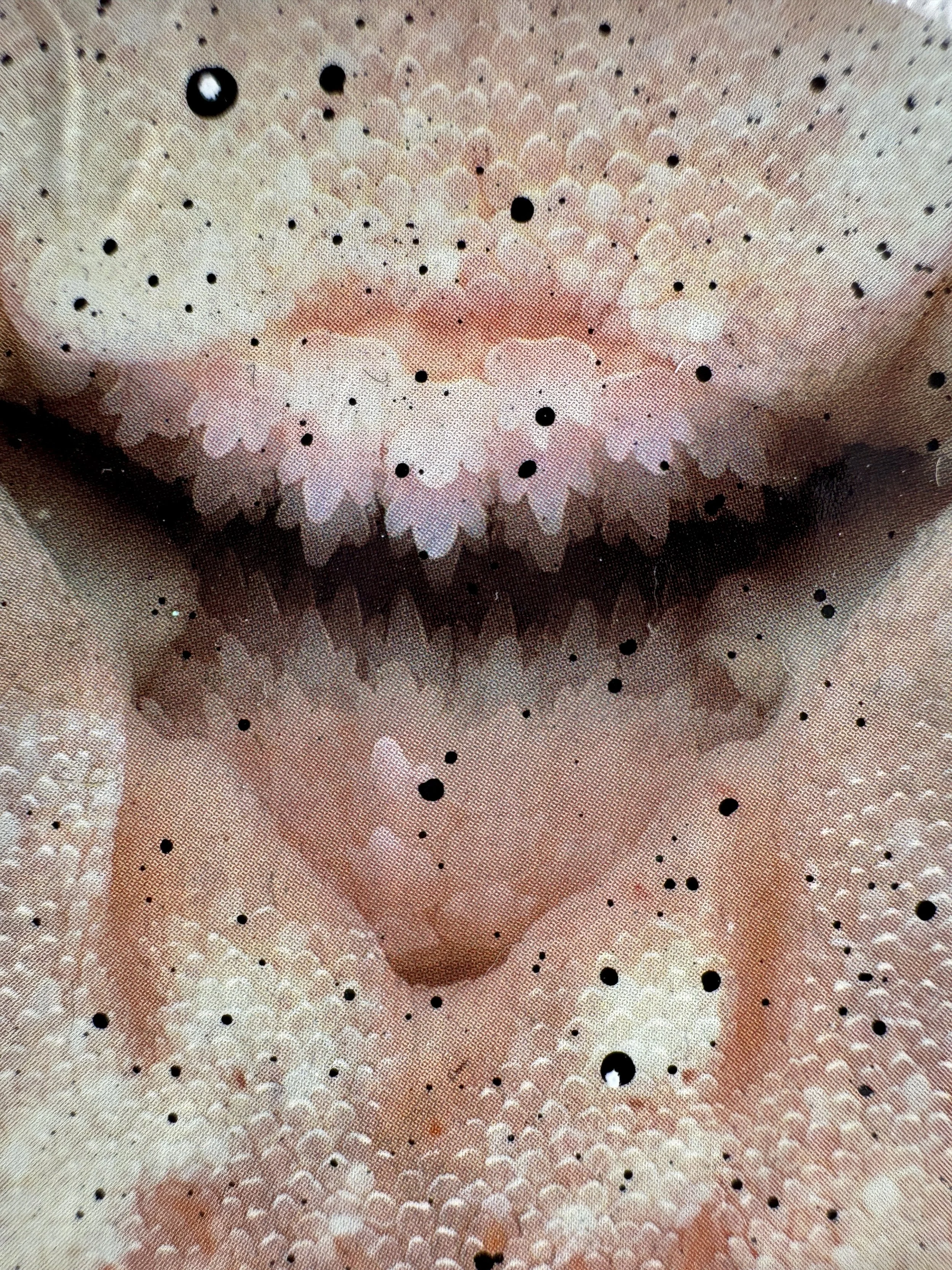 Coral Cove Close Up 4.jpg