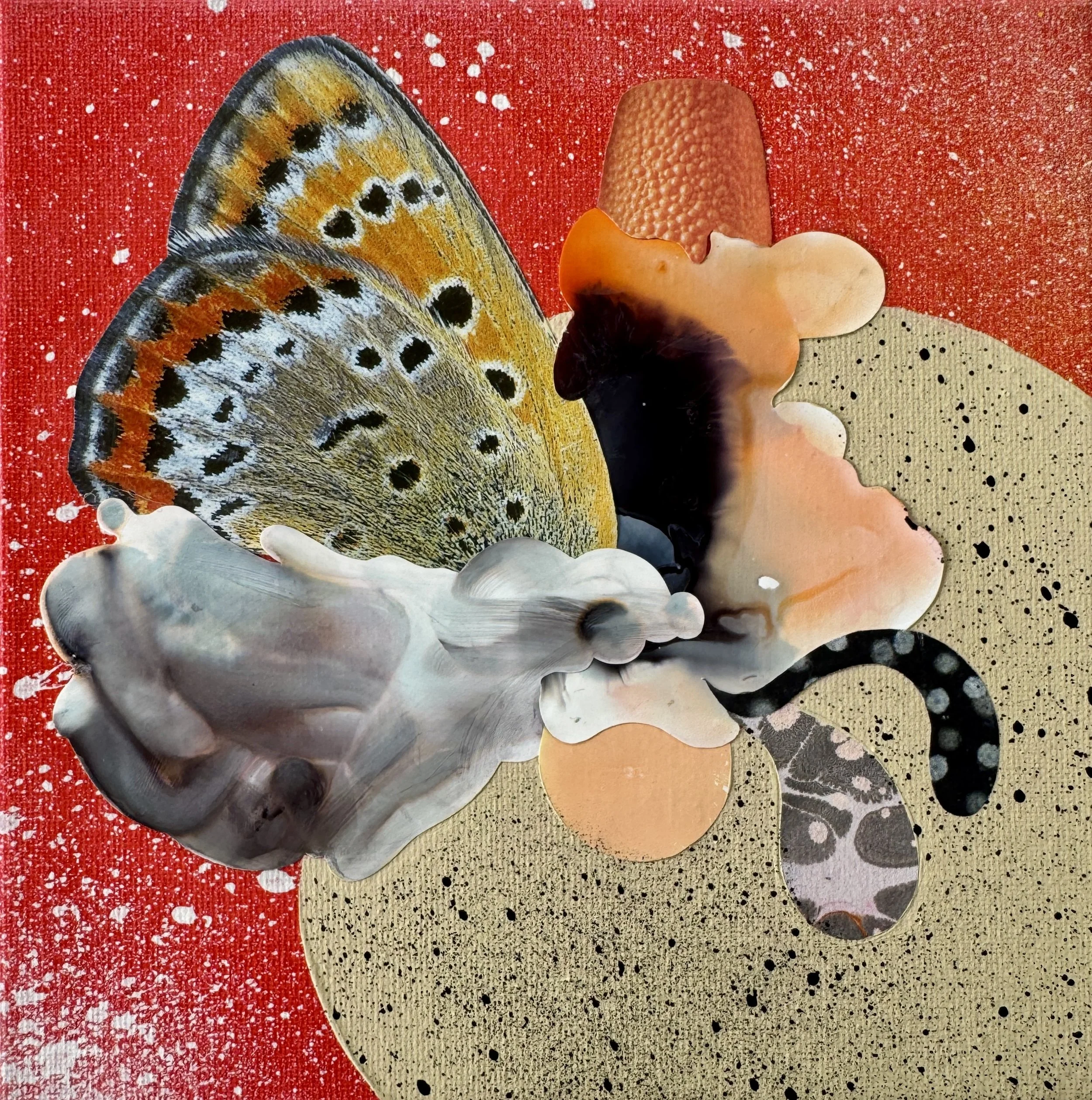 When Butterflies Get Bored