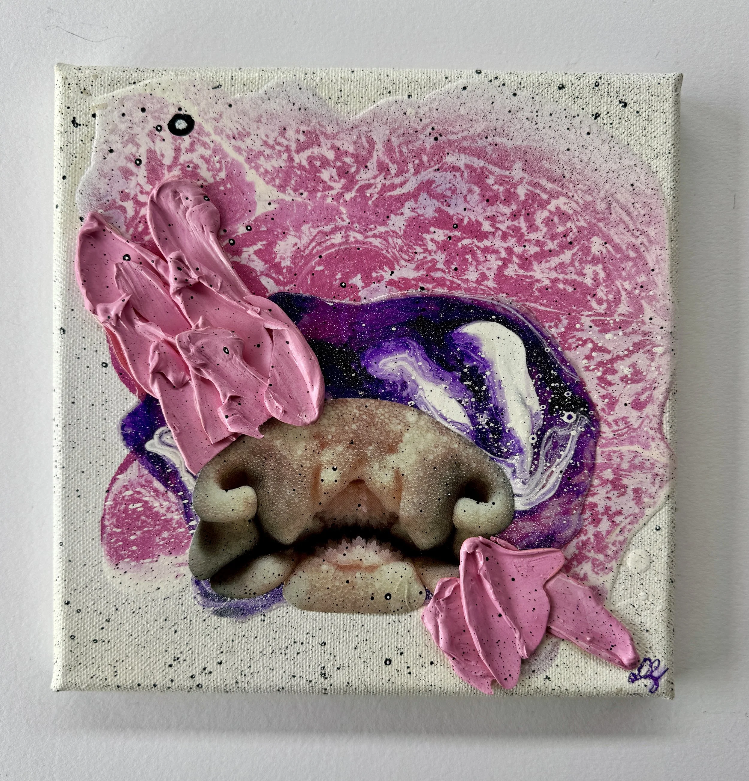 Coral Cove White Background.jpg