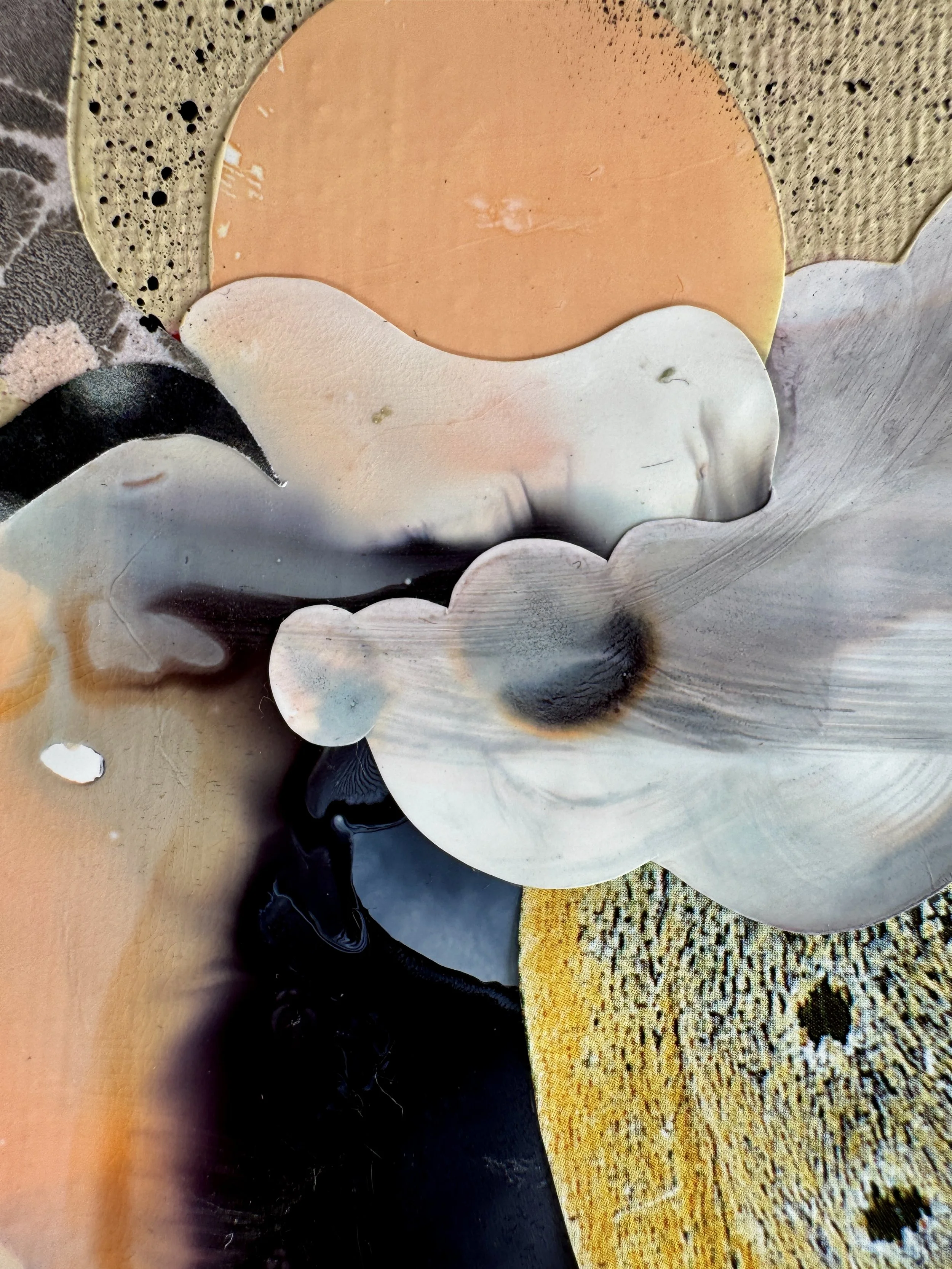 When Butterflies Get Bored Close Up 4.jpg