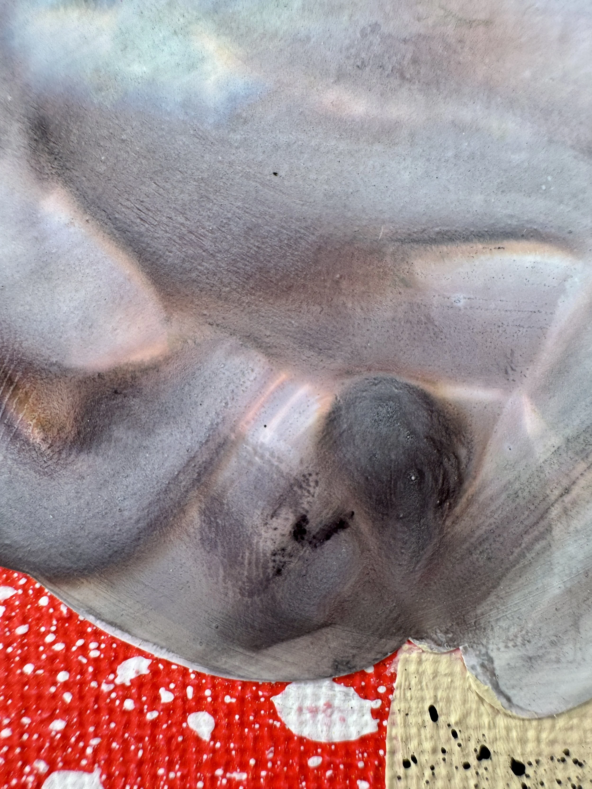 When Butterflies Get Bored Close Up 5.jpg