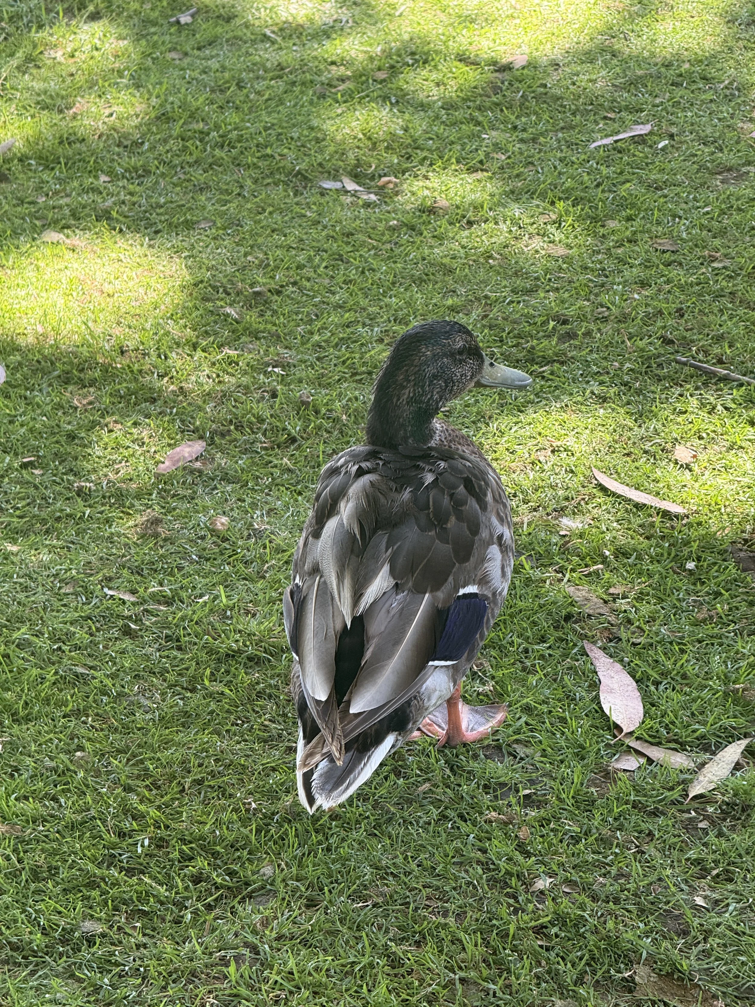 IMG_6452.JPG