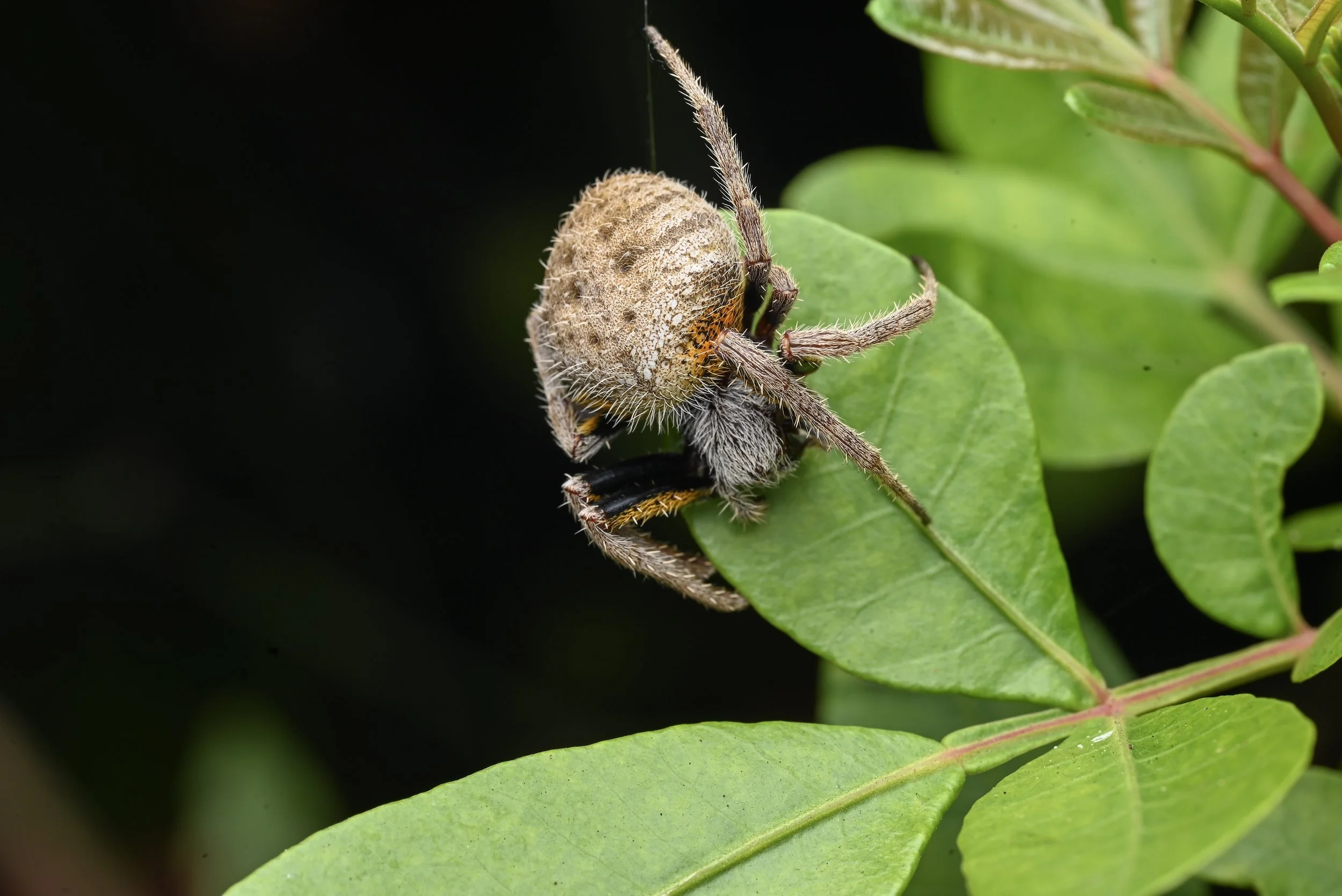 Weixin Image_20260103155410_31_31.jpg