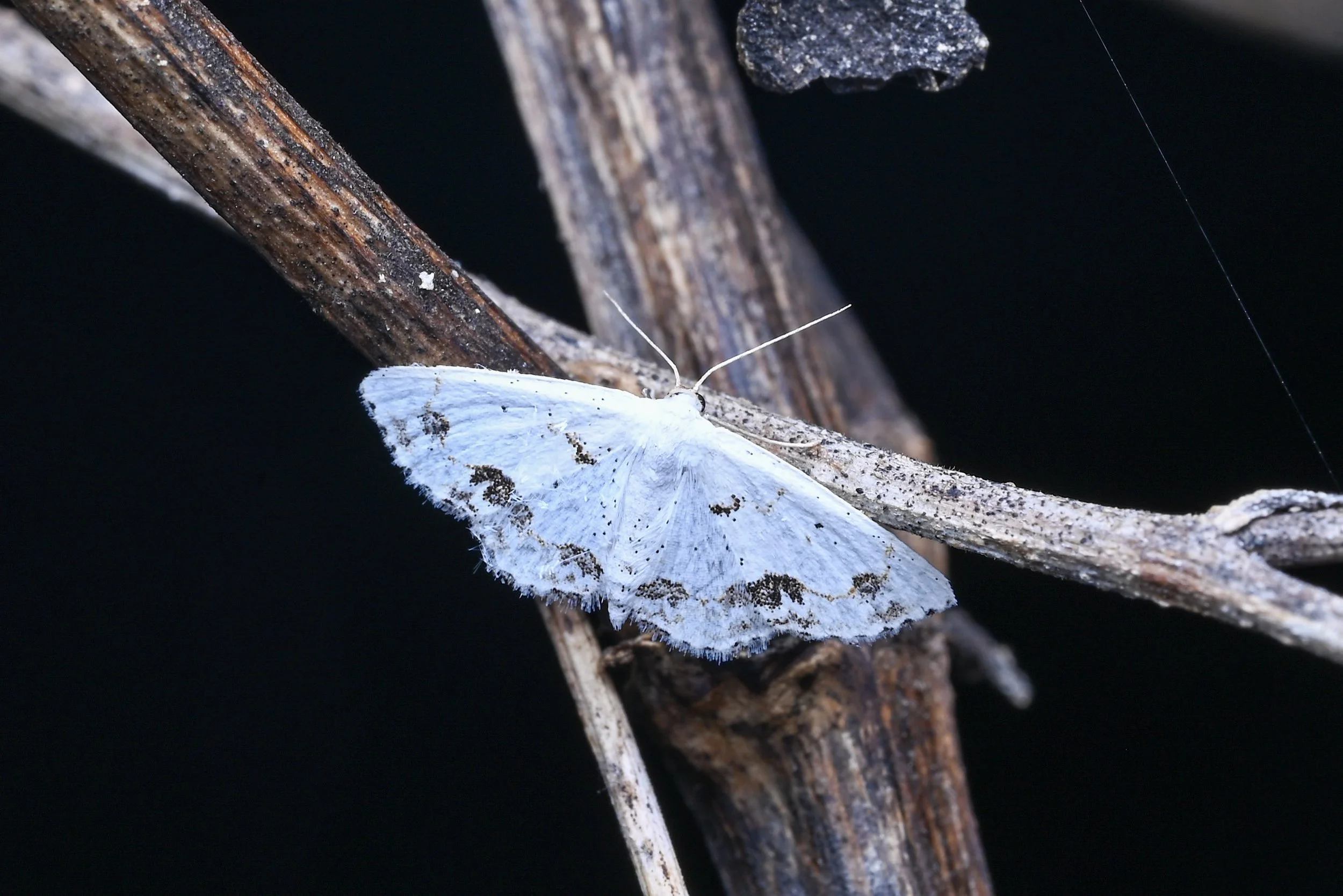 Weixin Image_20260103155359_29_31.jpg