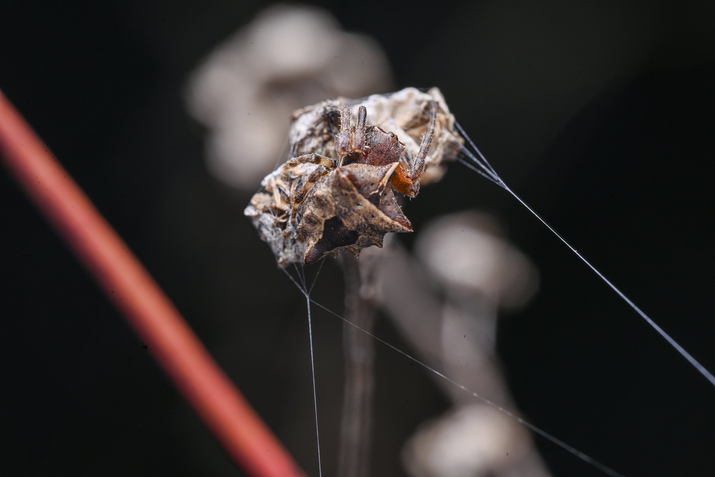 Weixin Image_20260103155444_34_31.jpg