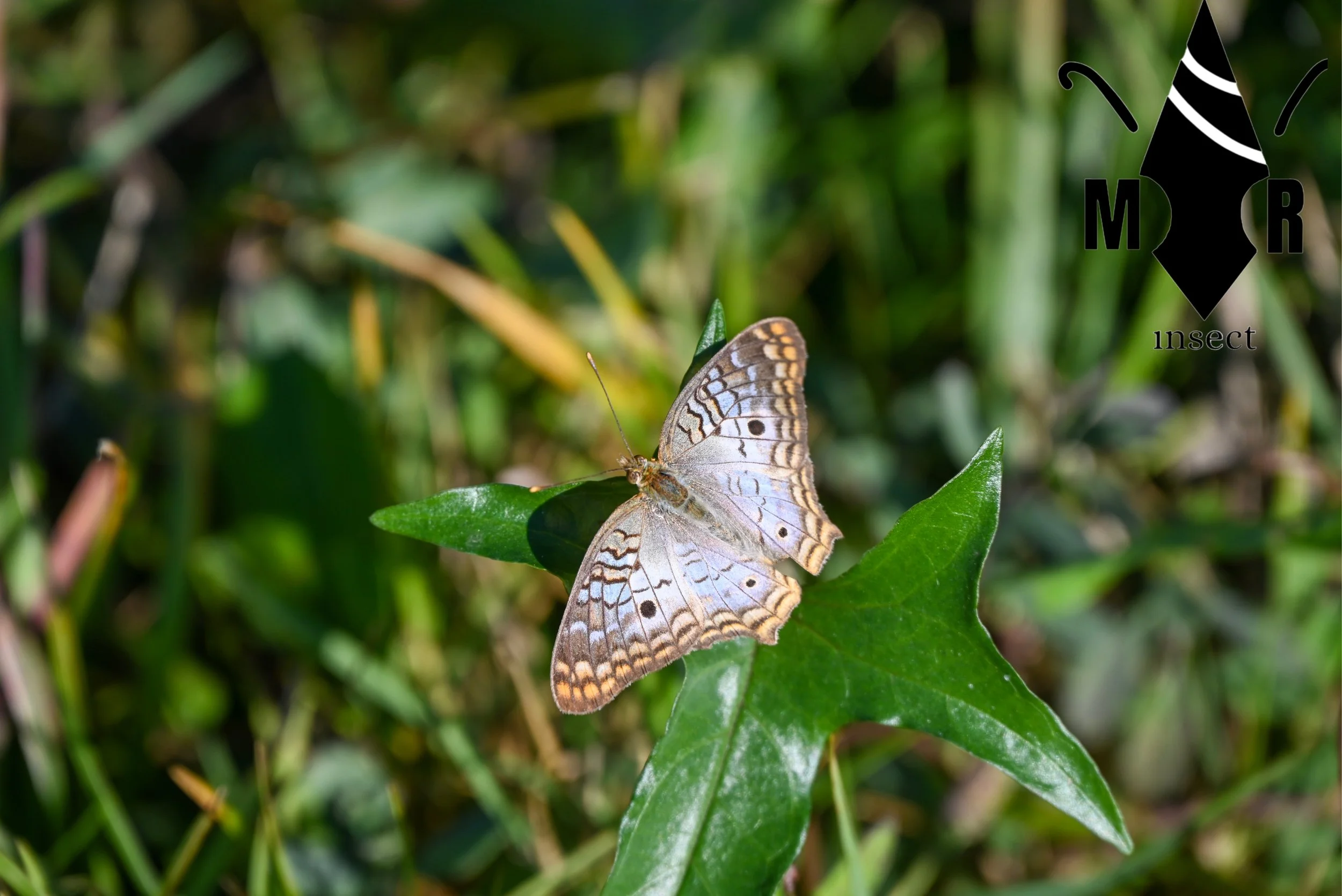 Weixin Image_20260103155528_50_31.jpg