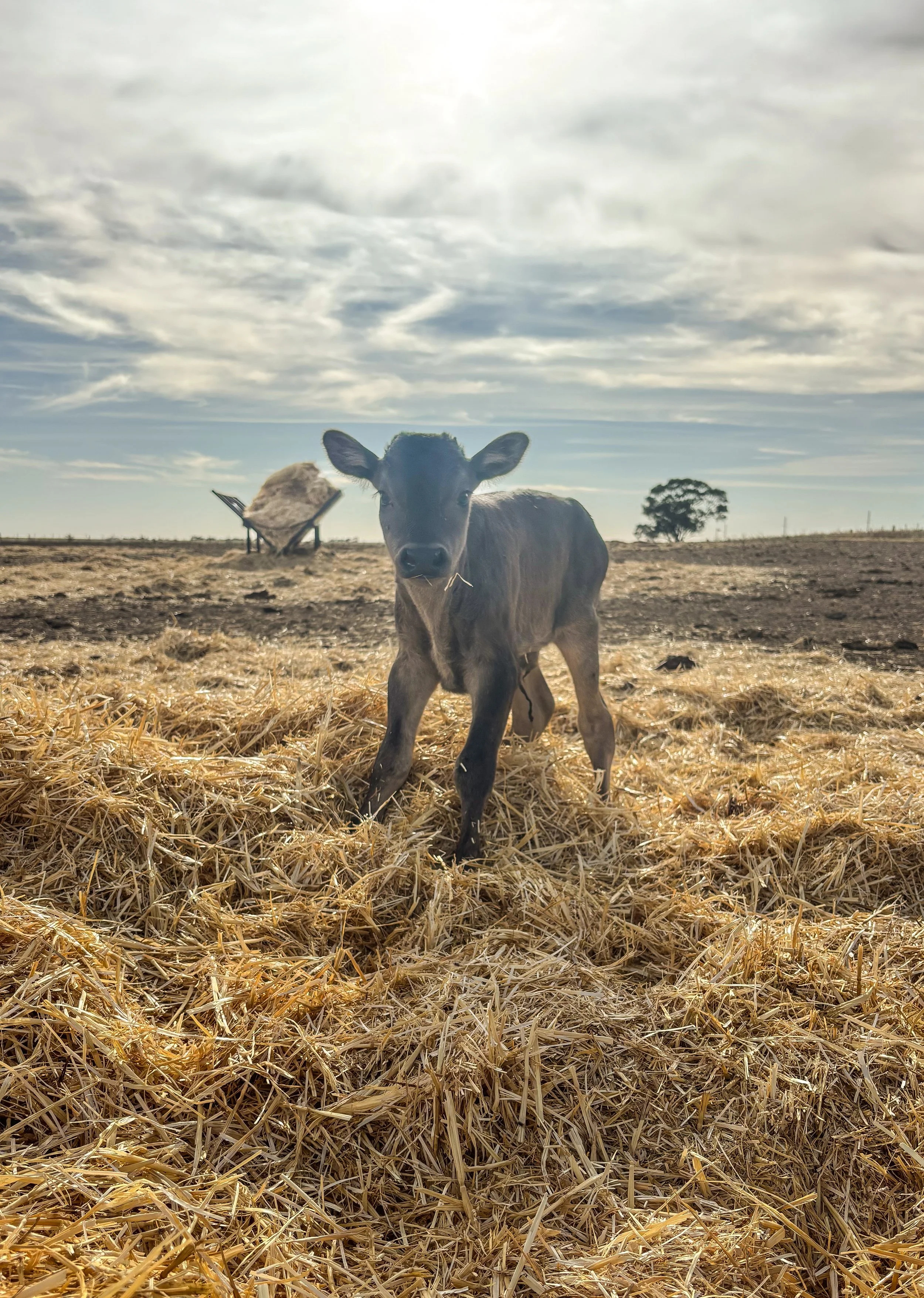 First fullblood Black Wagyu calf for 2025
