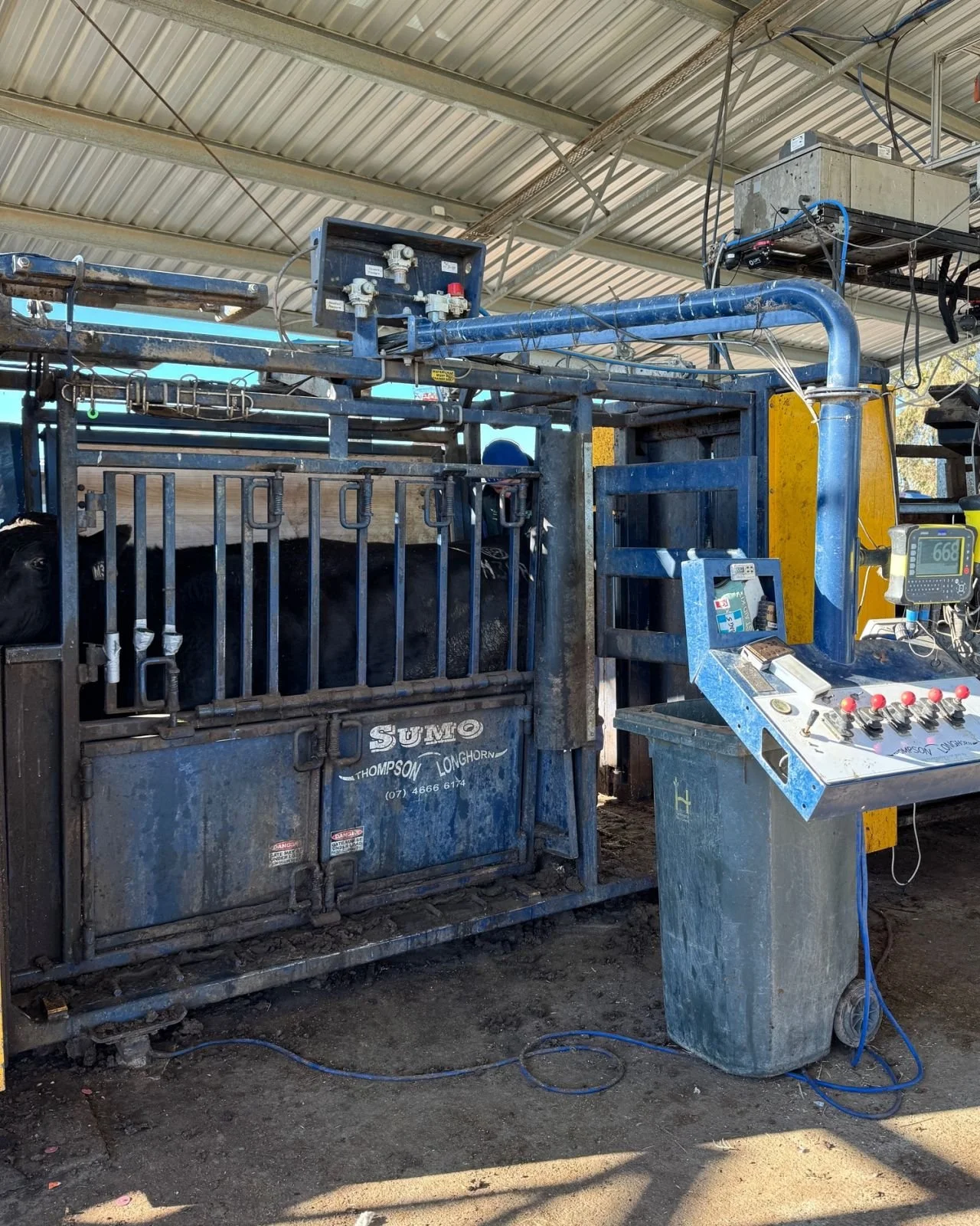 Growing our fullblood herd 