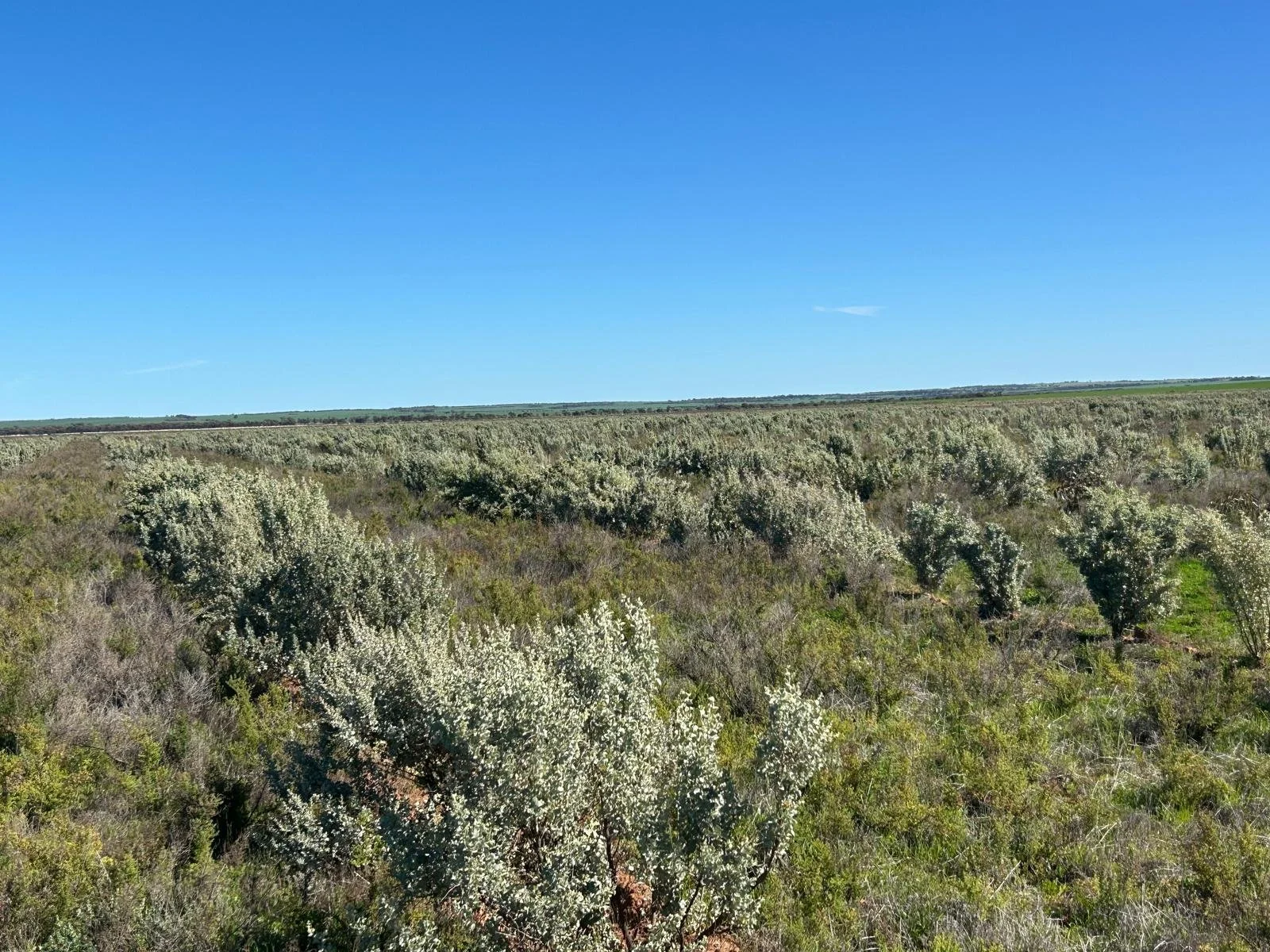 Regeneration takes hold at West Beef 