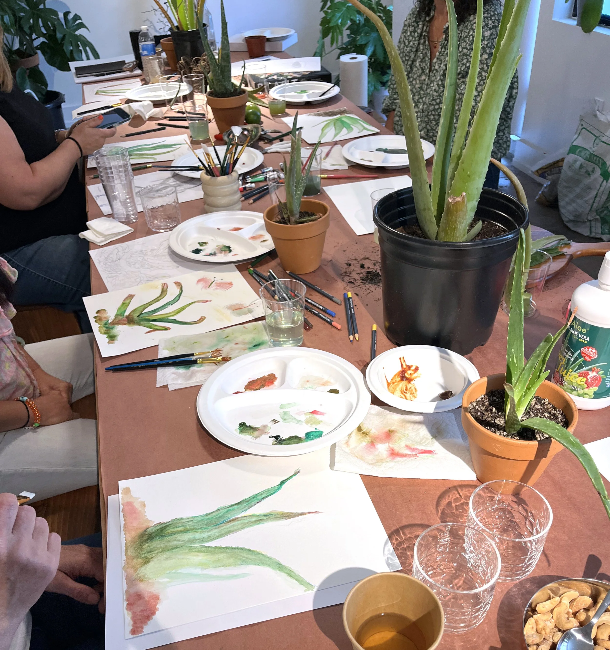 A table in a living room or art studio with potted aloe vera plants and various watercolor paintings of aloe vera on paper, along with art supplies, glasses of water, a cup of tea, and a bottle of aloe vera juice.