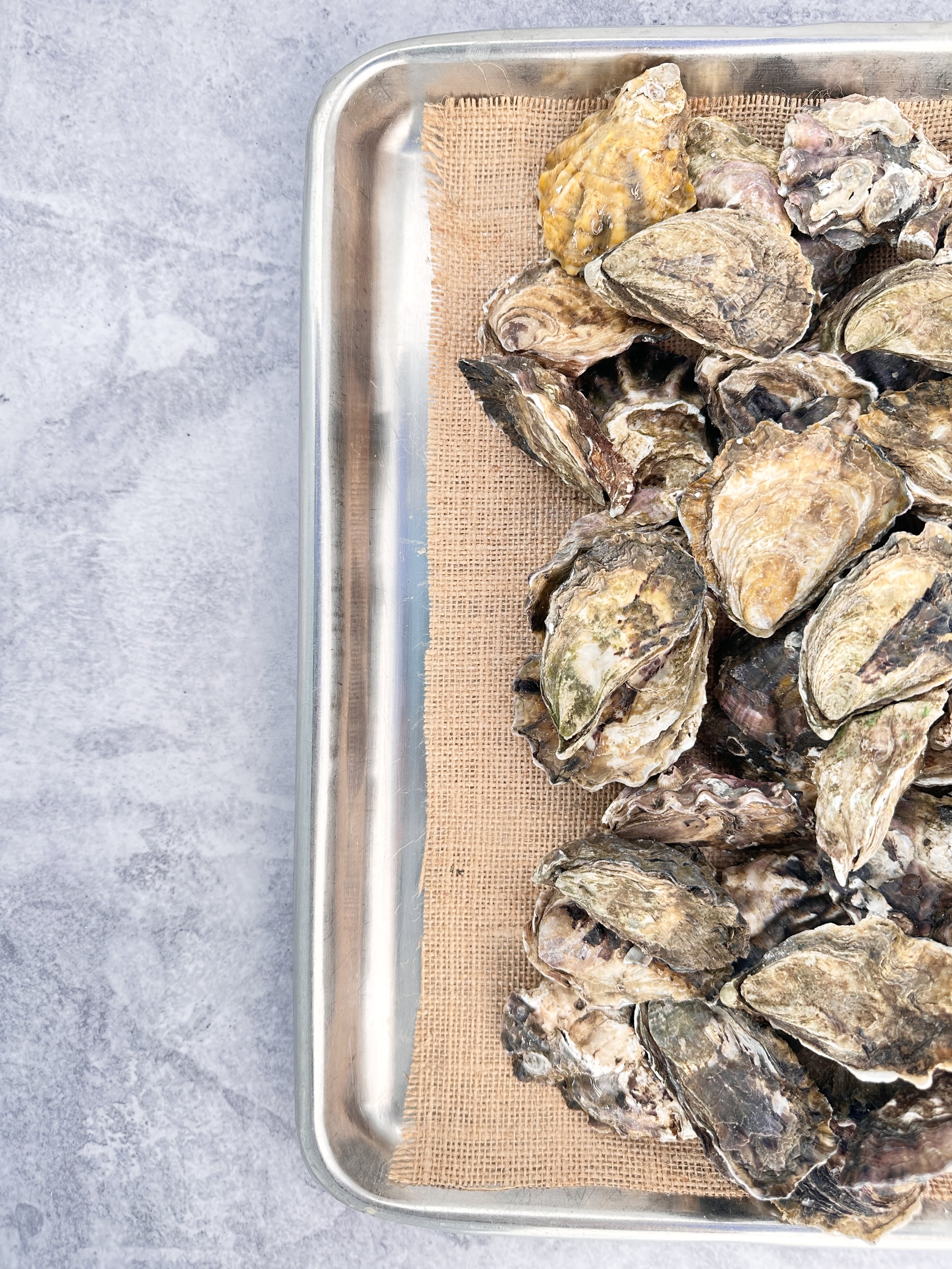 Live unopened sydney rock oysters on metal tray with hessian. 