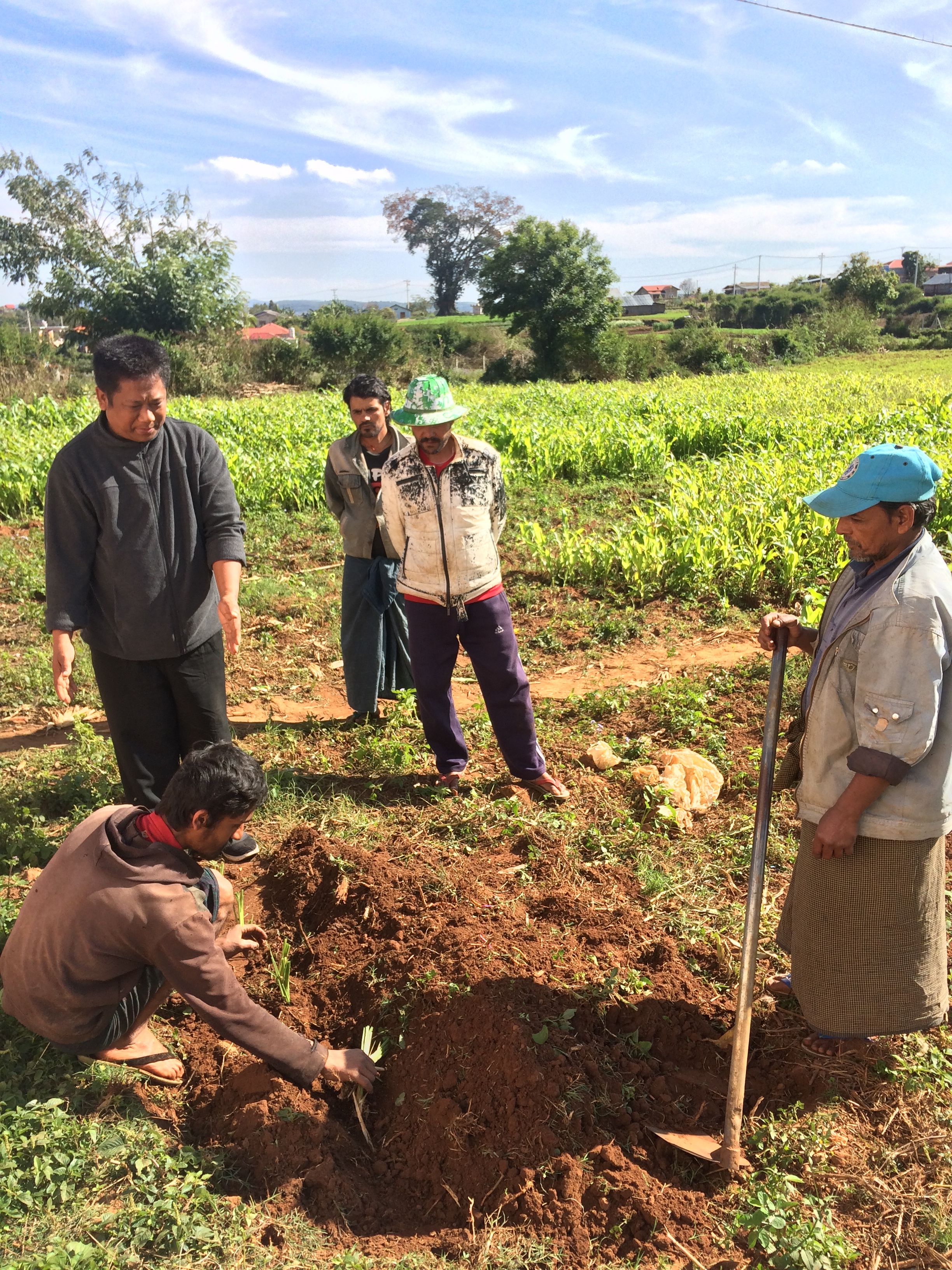 MDEP's Dr Zaw Lin demonstrating how to transplant Mombasa grass