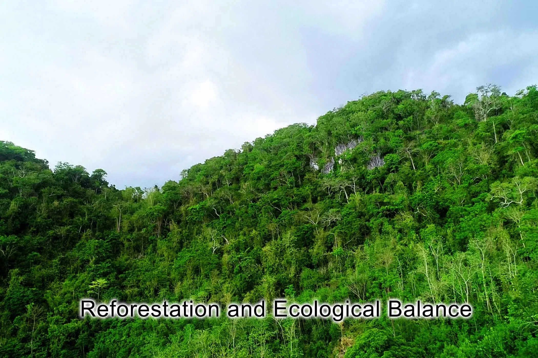 reforestation.jpg