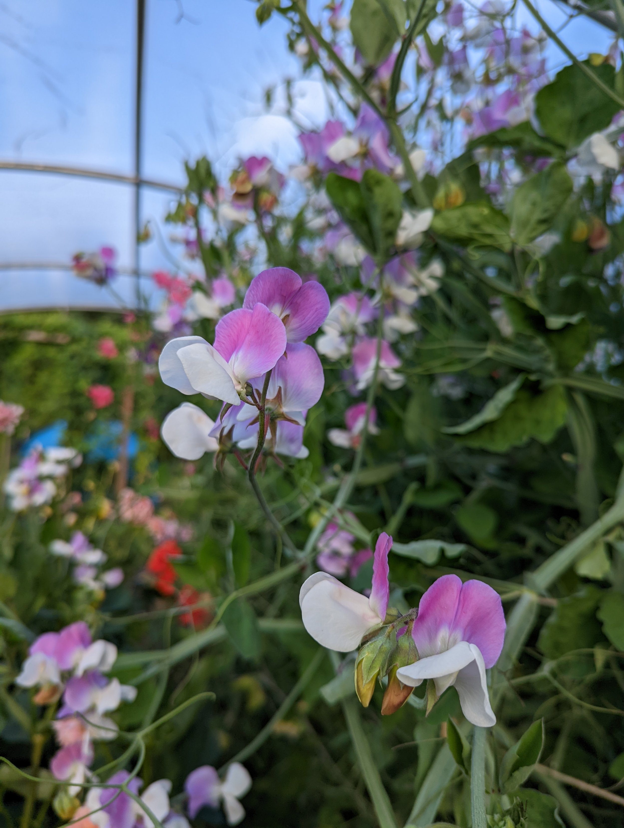 PXL_20220725_020721999 - Copy.jpg