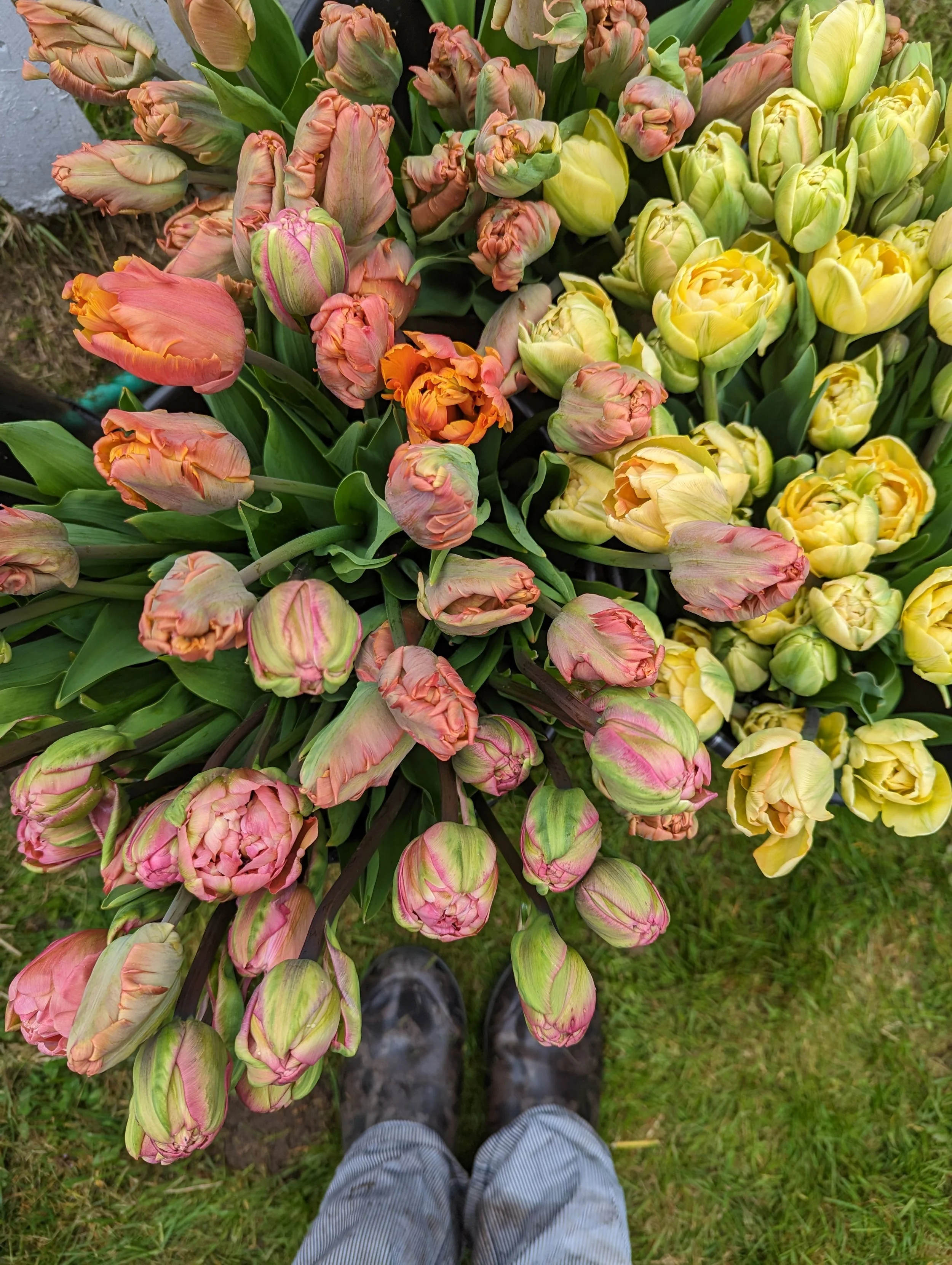 Spring Bulb "Lasagna" Workshop: Sunday, November 8, 2026