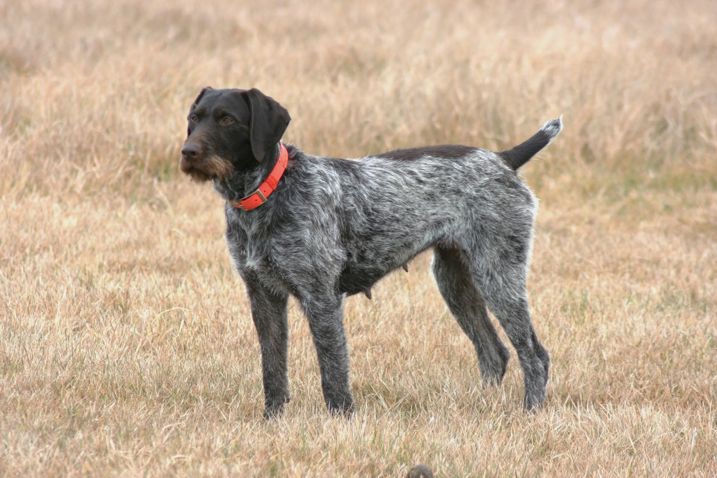 Tess NAFC DC AFC Cascade Tumalo Tess 2010.JPG