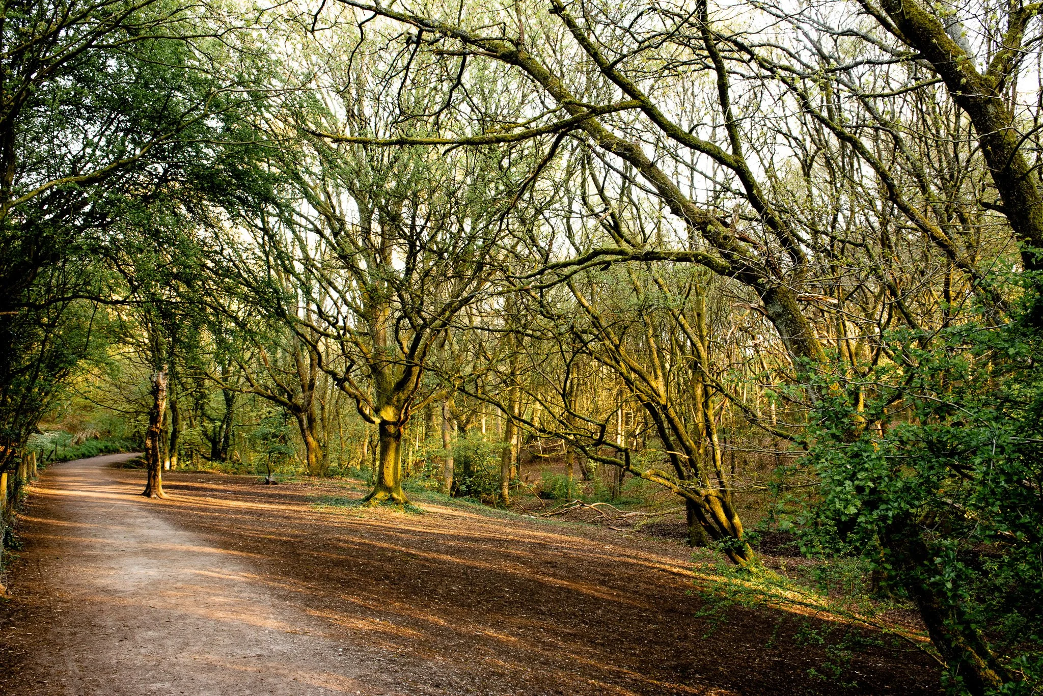 A dirt path winding through a forest with trees and greenery, sunlight filtering through the branches.