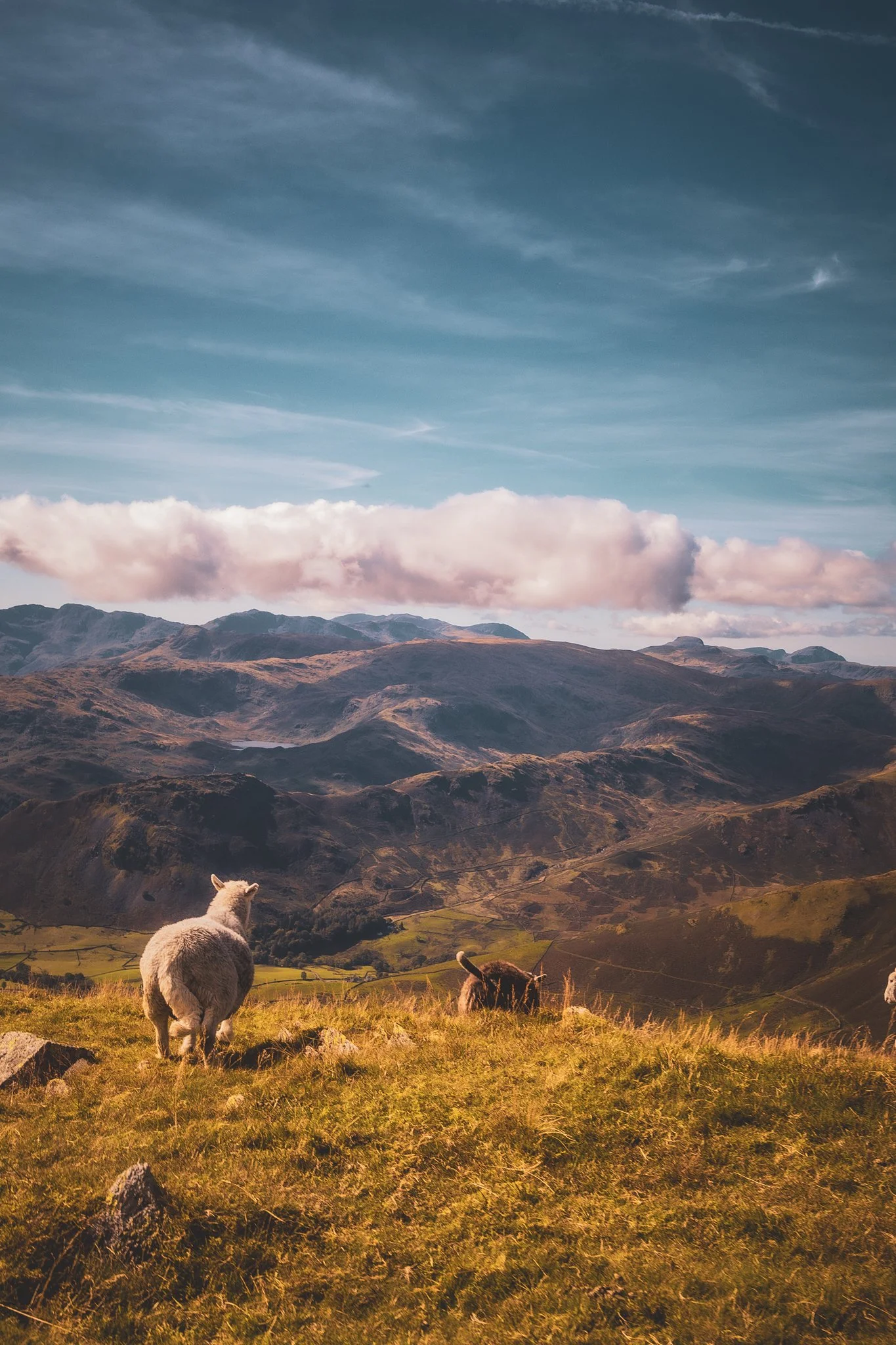 Sheep with a view