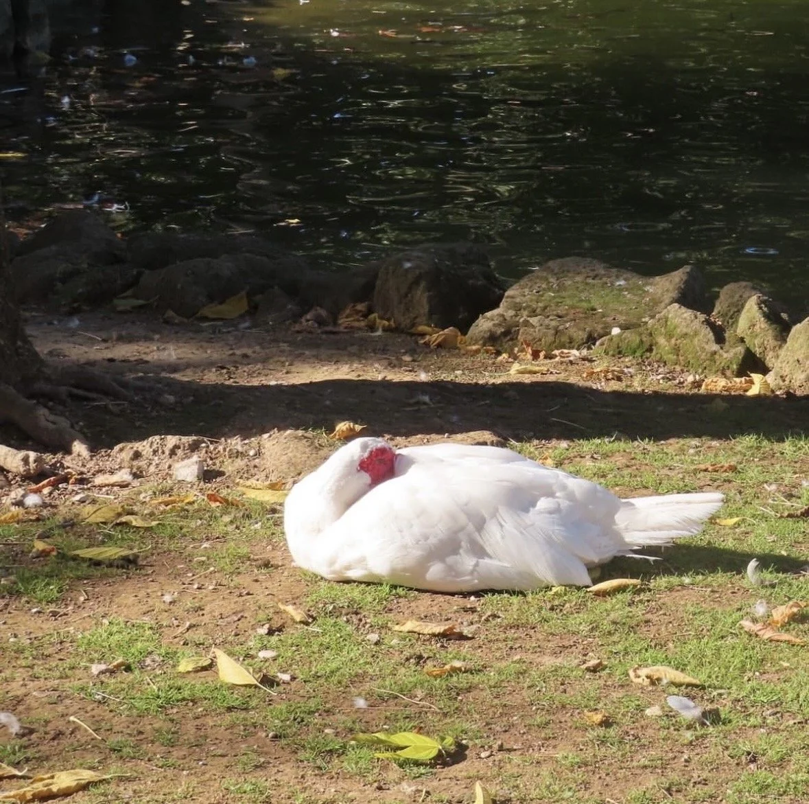 Wedding Song by Ellie Nanni