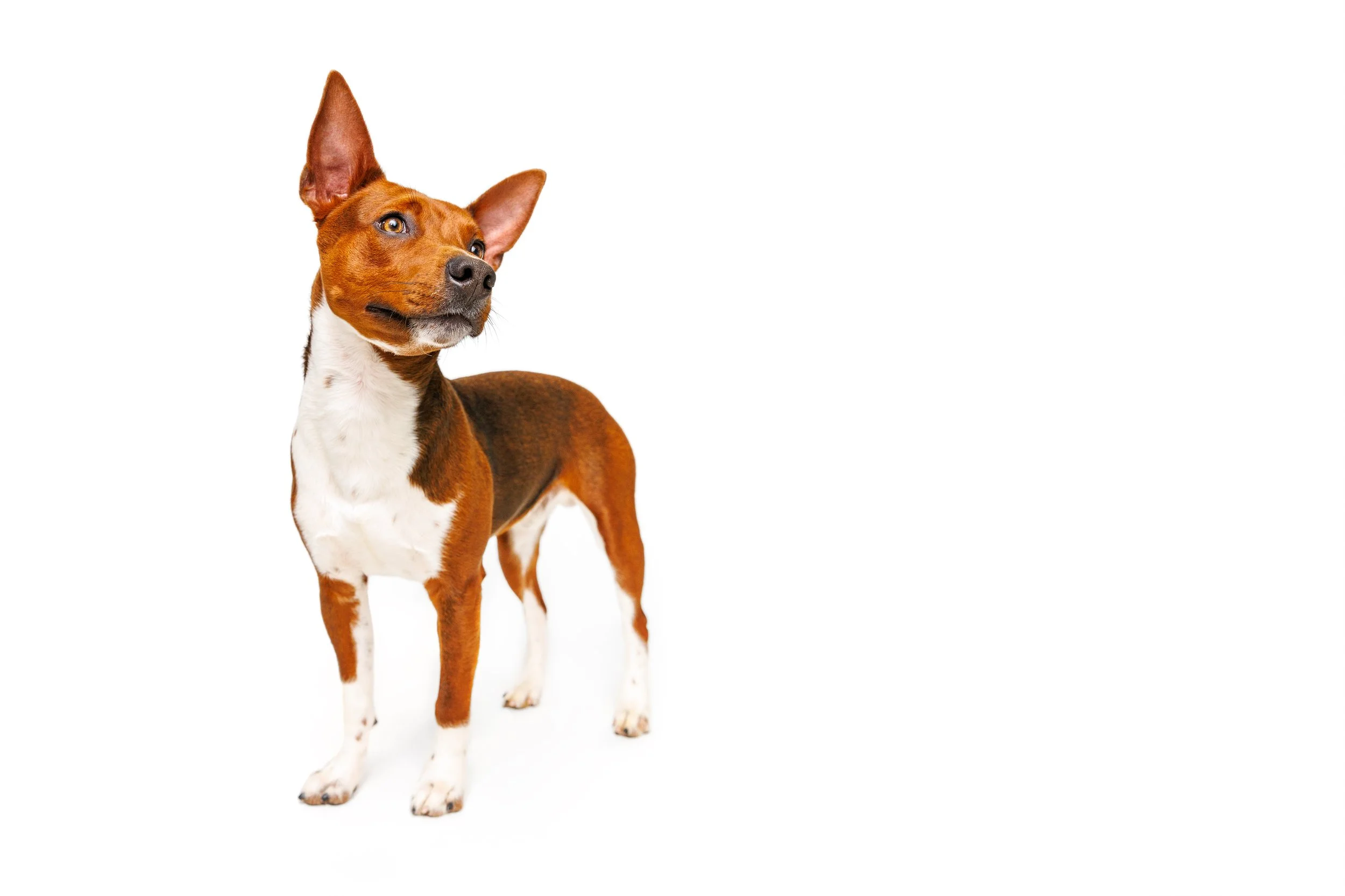 A brown and white dog, likely a basenji, standing on a white background with one ear perked up and the other slightly flopped, looking to the side.
