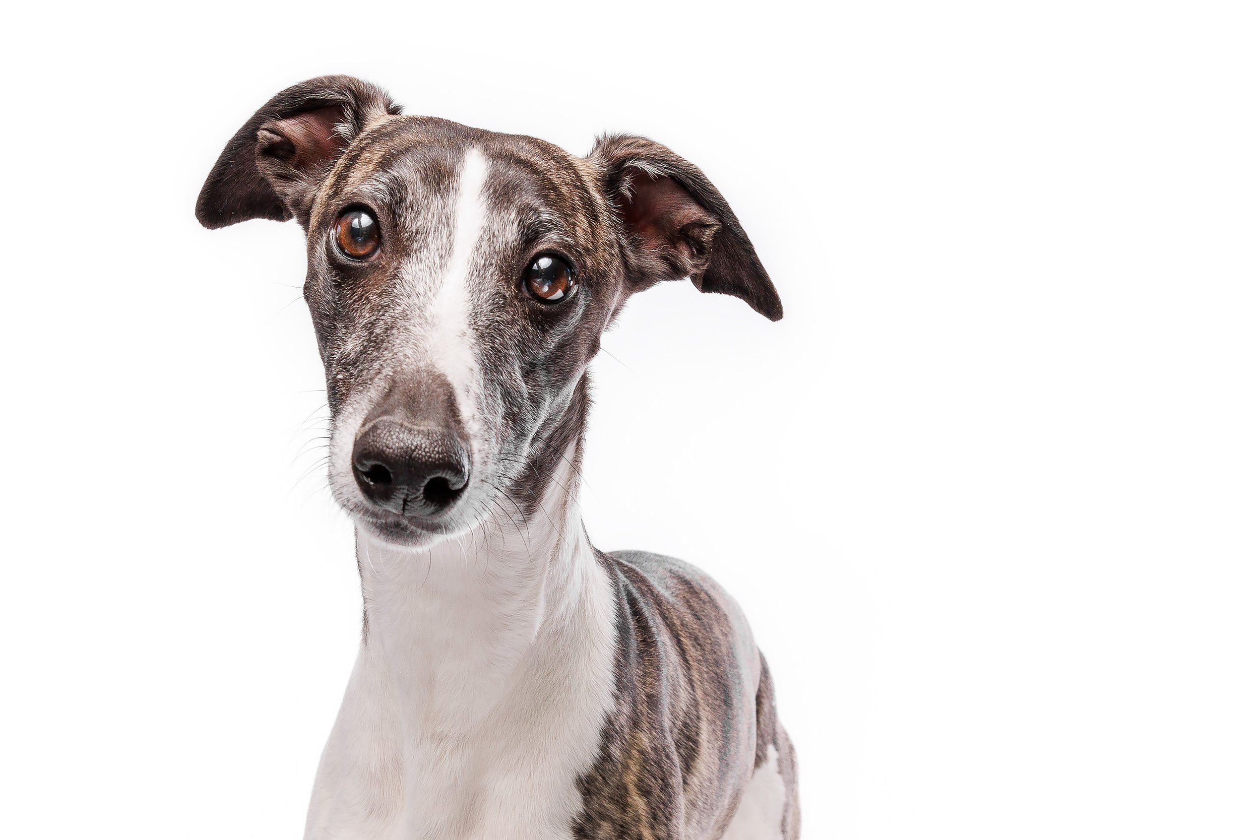 Close-up of a grey and white dog with large, dark eyes and a serious expression, against a white background.