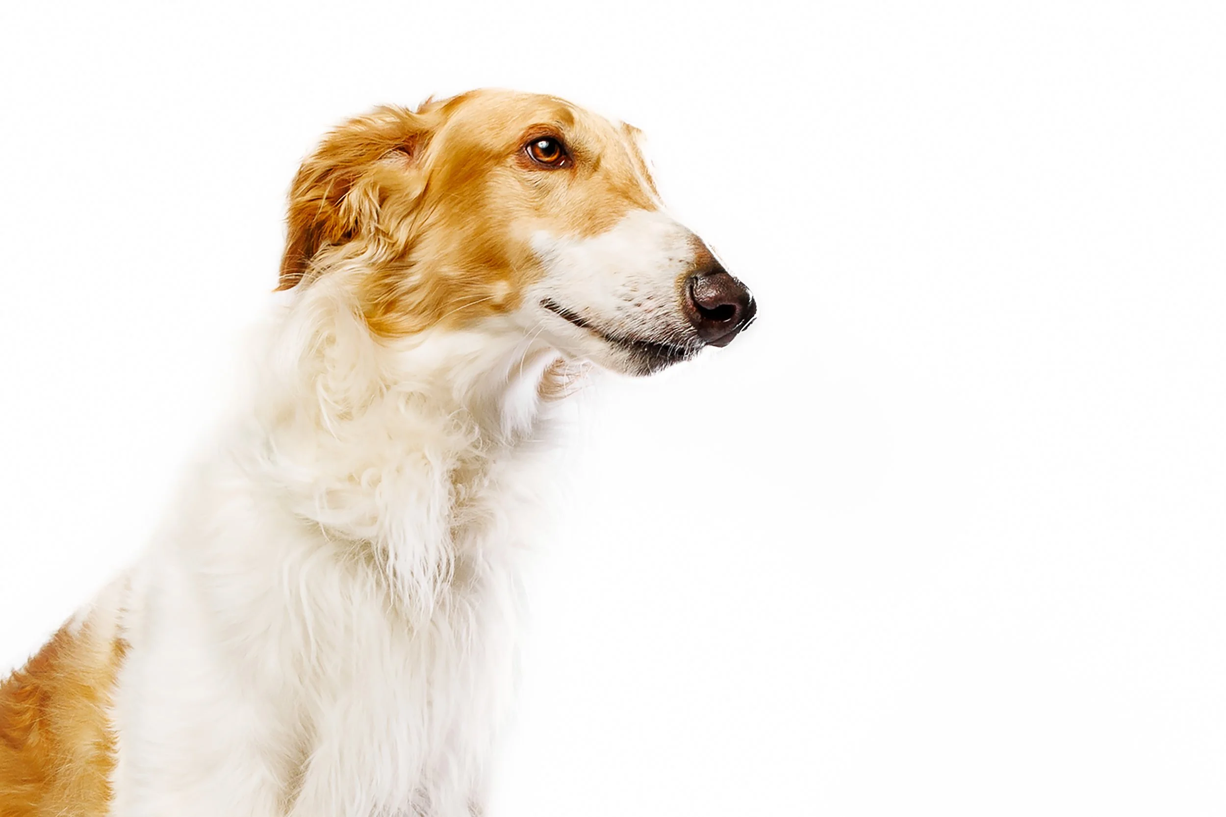 Raleigh Pet Photographer. Close-up of a Borzi dog with a white background. Raleigh Pet Photography