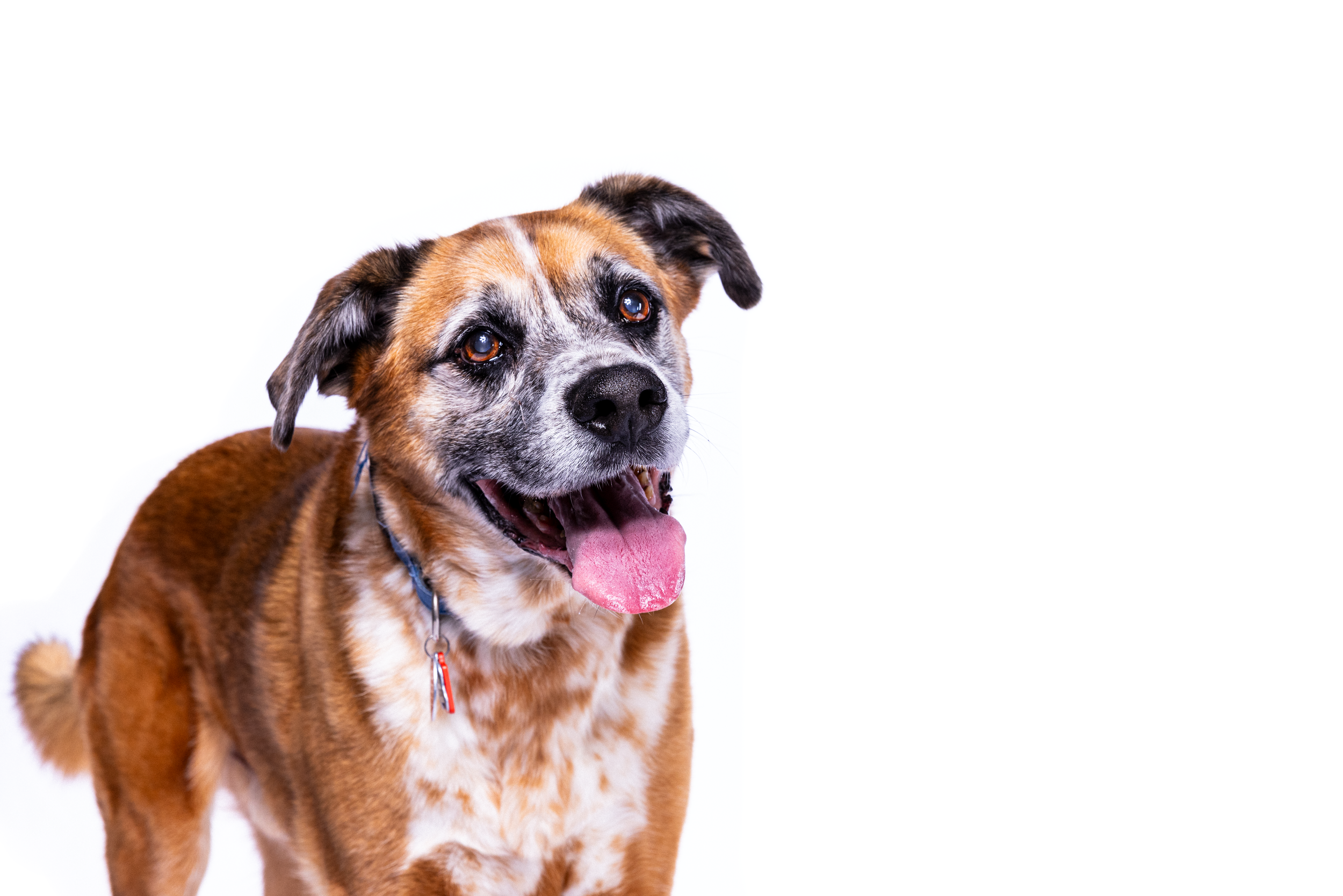 A brown and white dog with a gray muzzle and black ears, wearing a collar, looks to the side with its mouth open and tongue out. The background is white. Raleigh Pet Photography Image. Raleigh Pet Photographer.
