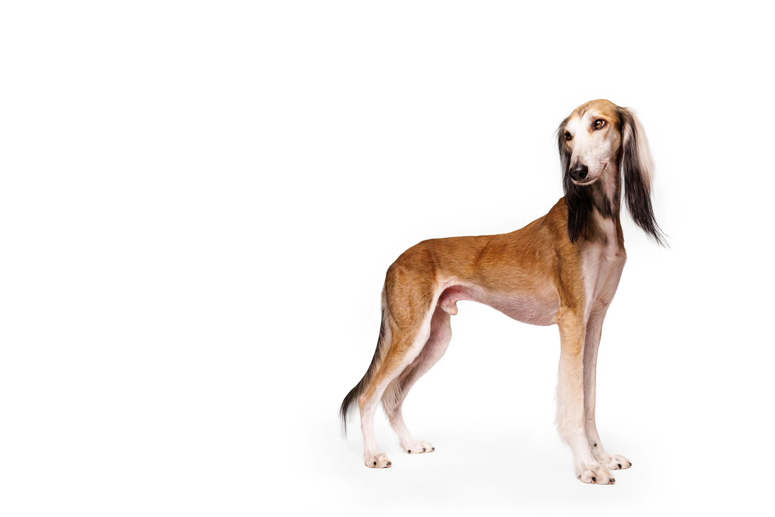 A black and tan Saluki dog standing on a white background.  Raleigh Pet Photography. 