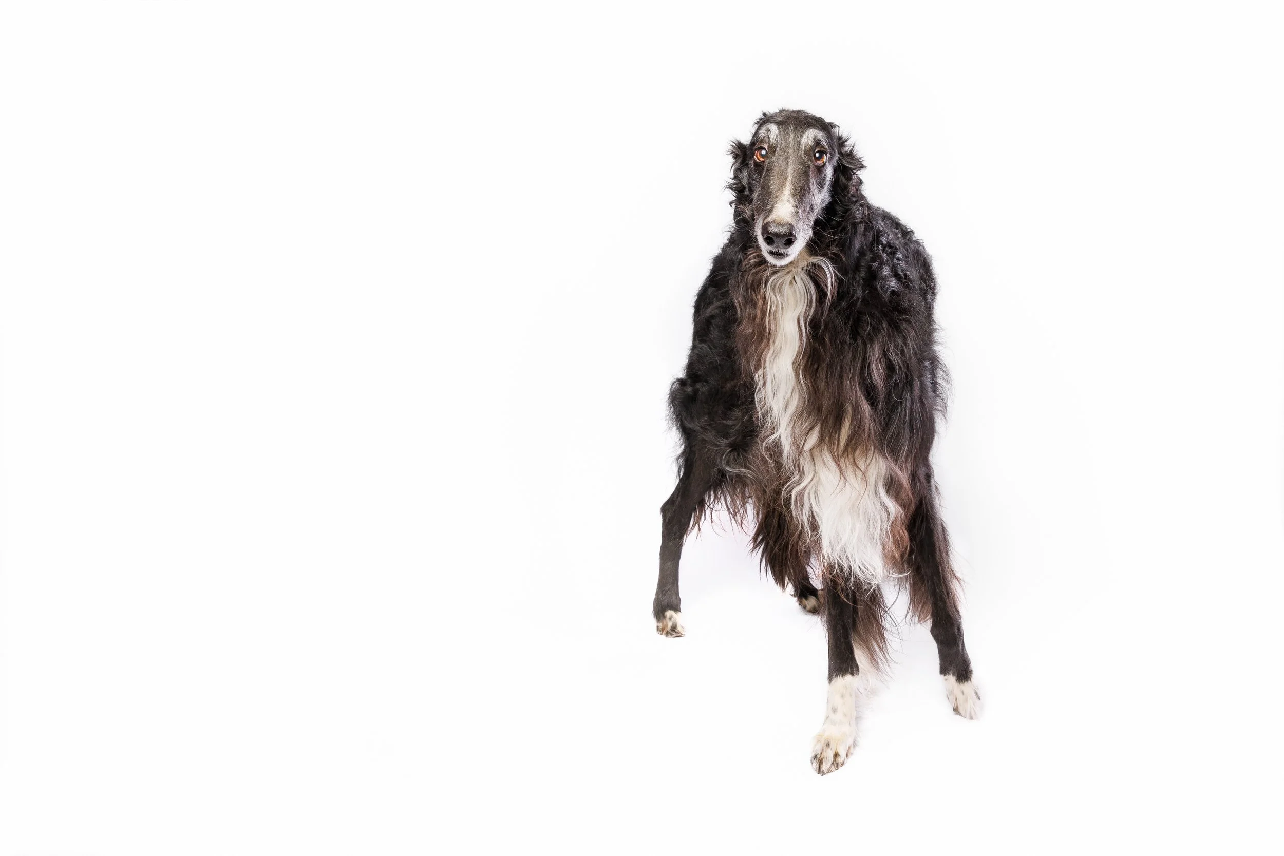 A Borzoi dog standing on a white background. Raleigh Pet Photography. 