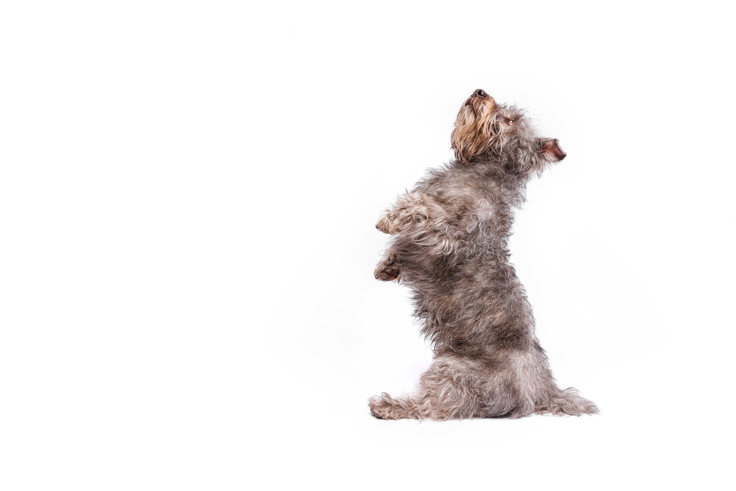 A scruffy, gray and brown dog sitting on its hind legs, facing to the right, against a plain white background. Raleigh Pet Photography. 