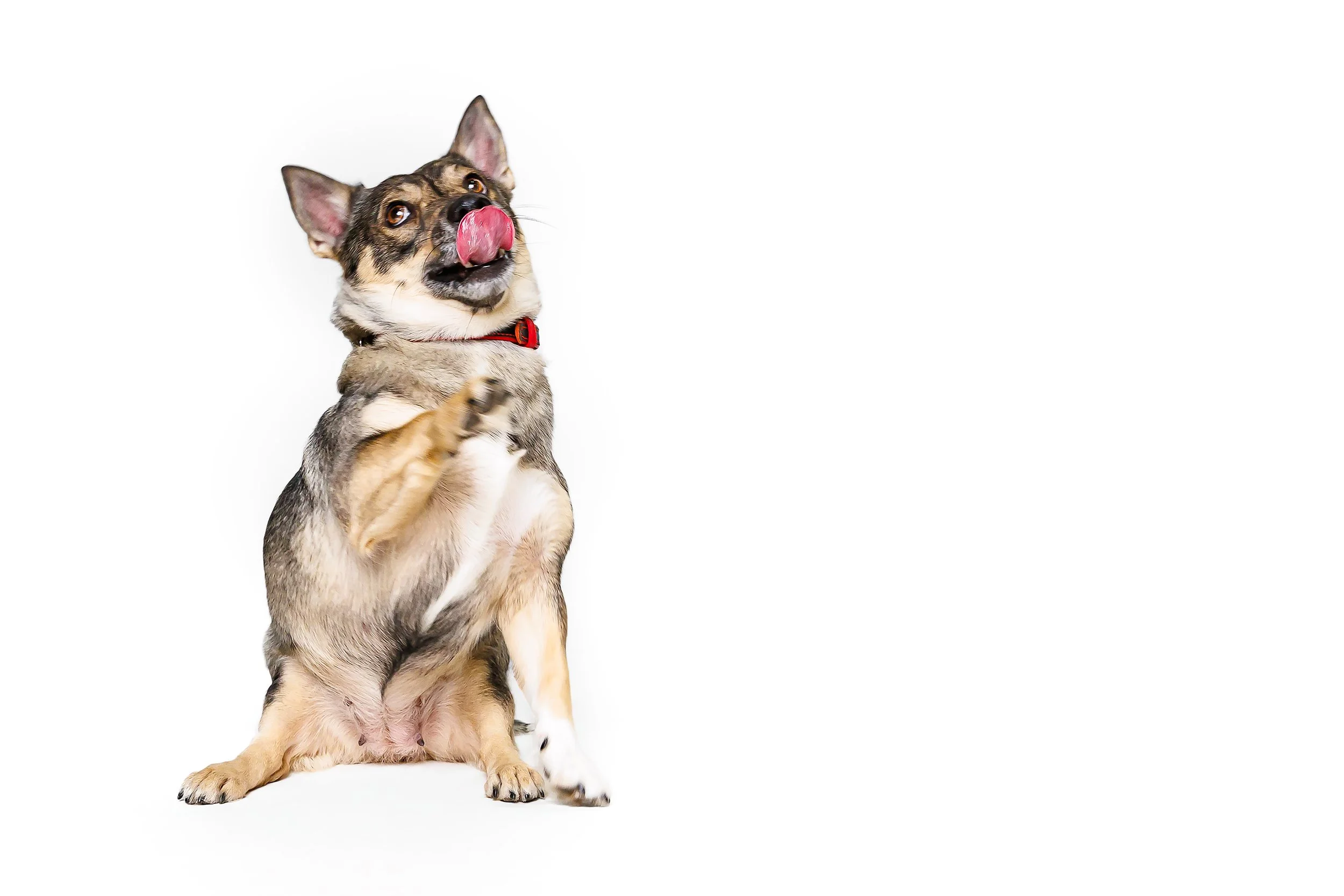 A dog with fur in gray, black, and white, sitting against a white background, licking its nose, wearing a red collar. Raleigh Pet Photography. 