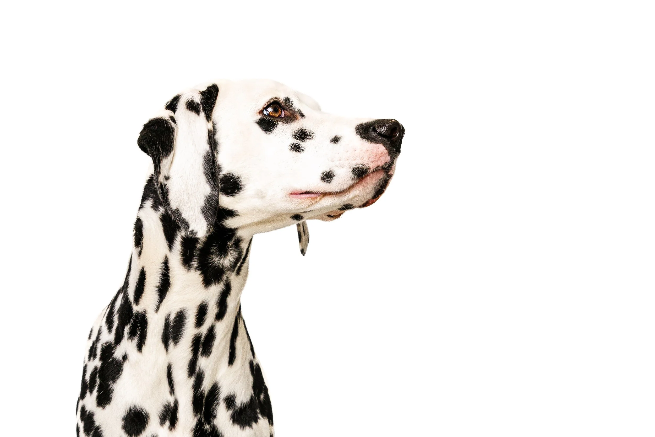 Dalmatian dog with black spots on white fur, looking to the right, set against a plain white background. Raleigh Pet Photography. 