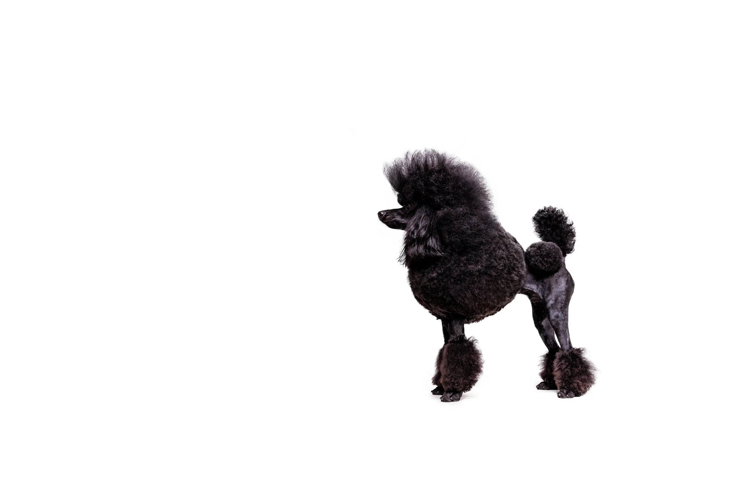 A black poodle with a fluffy coat styled in a classic grooming cut, standing against a plain white background. Raleigh Pet Photography. 