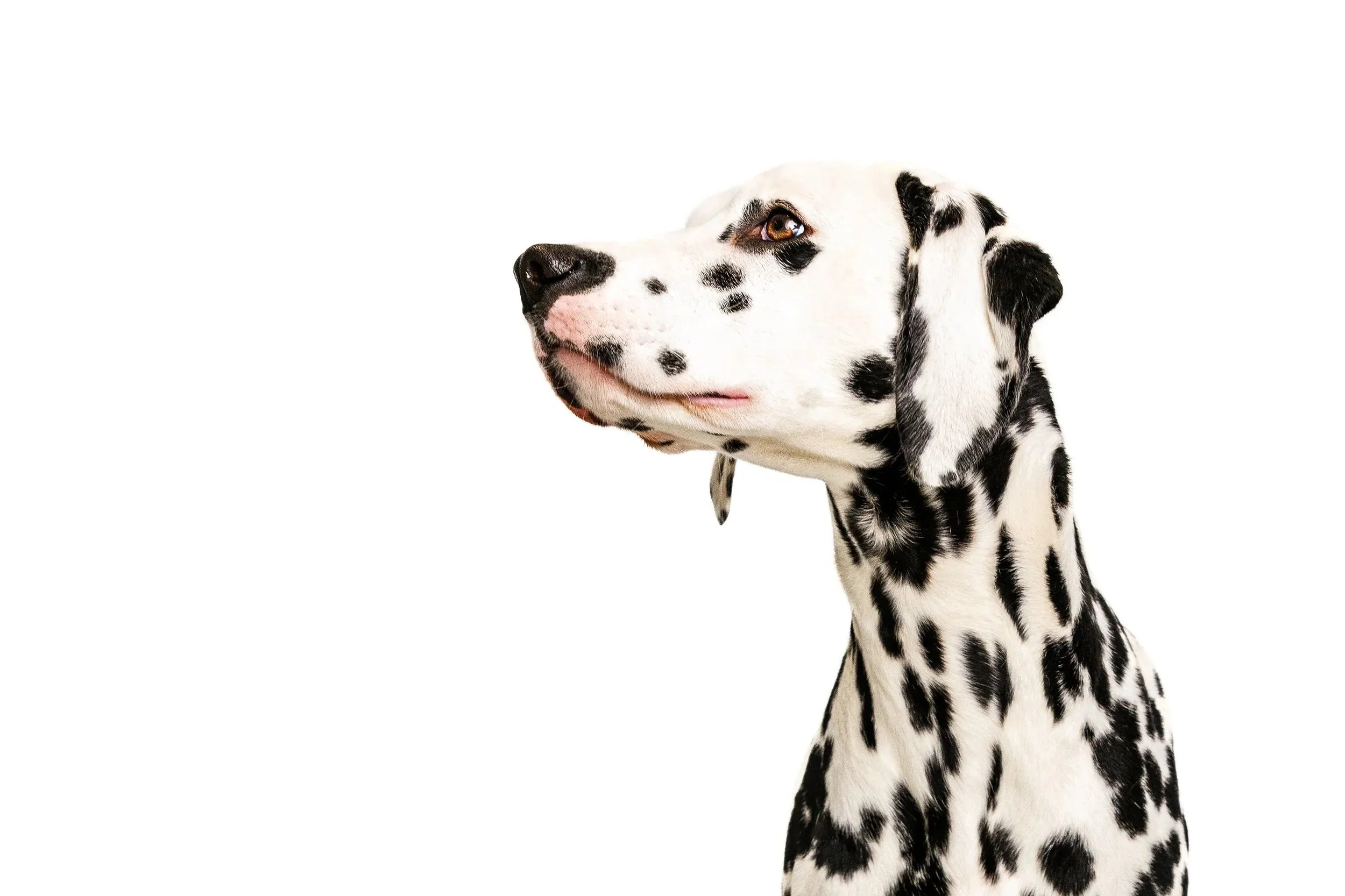 Dalmatian by Raleigh Pet Photography, Raleigh Pet Photographer.