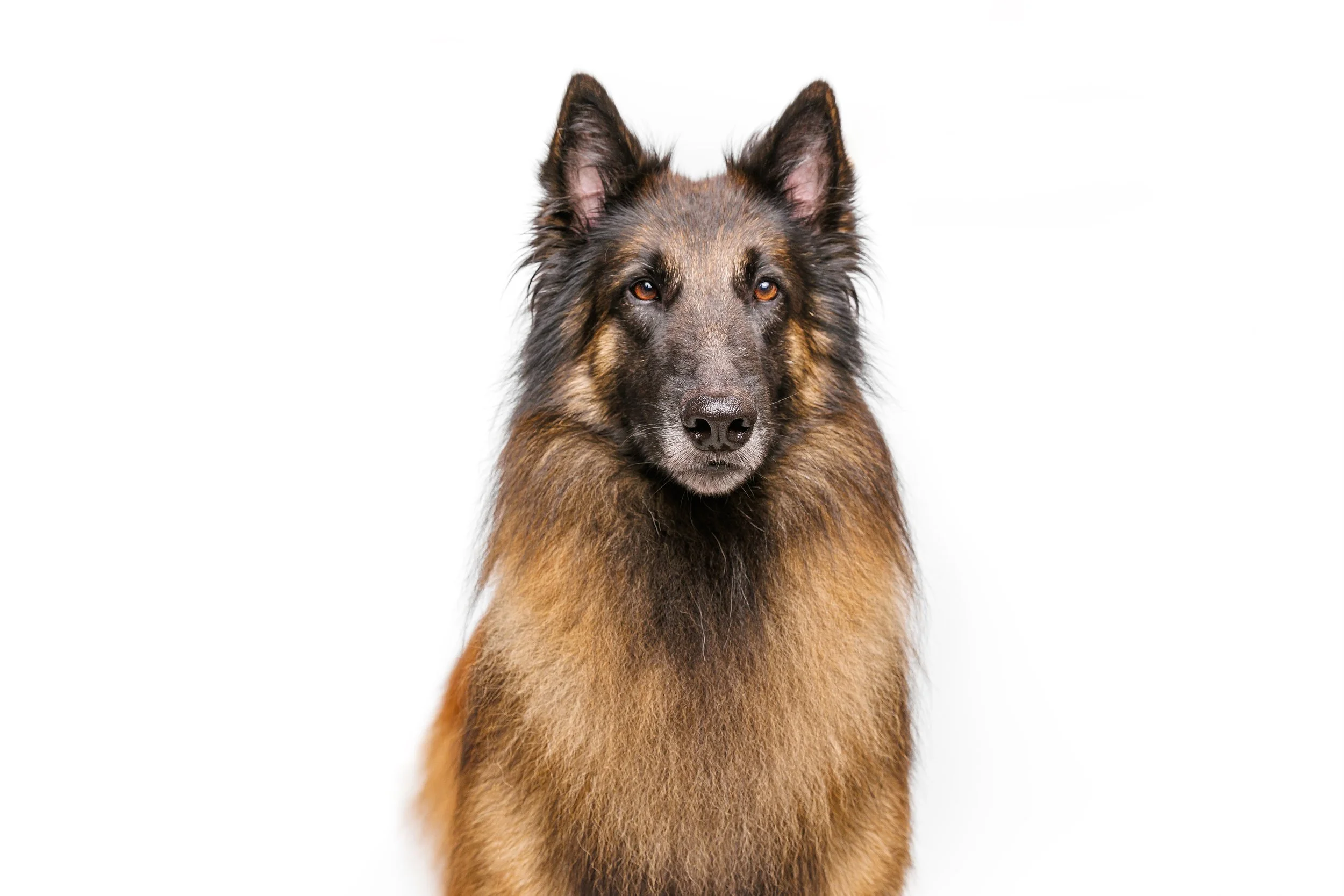 A German Shepherd dog with a black and tan coat looking directly at the camera against a white background. Raleigh Pet Photography. 