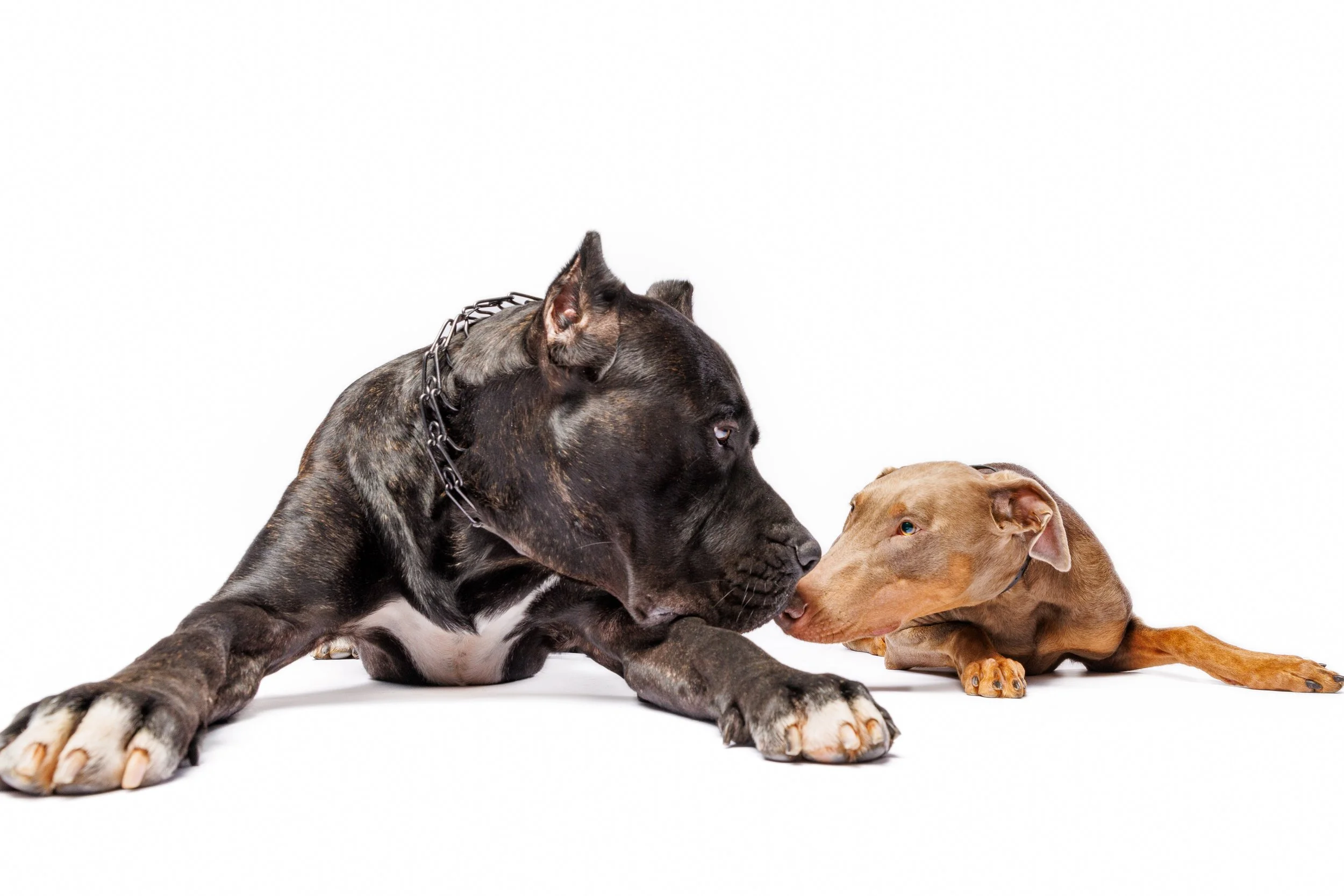 Two dogs, a large black dog with a chain collar and a smaller tan dog, are touching noses against a white background. Raleigh Pet Photography. 