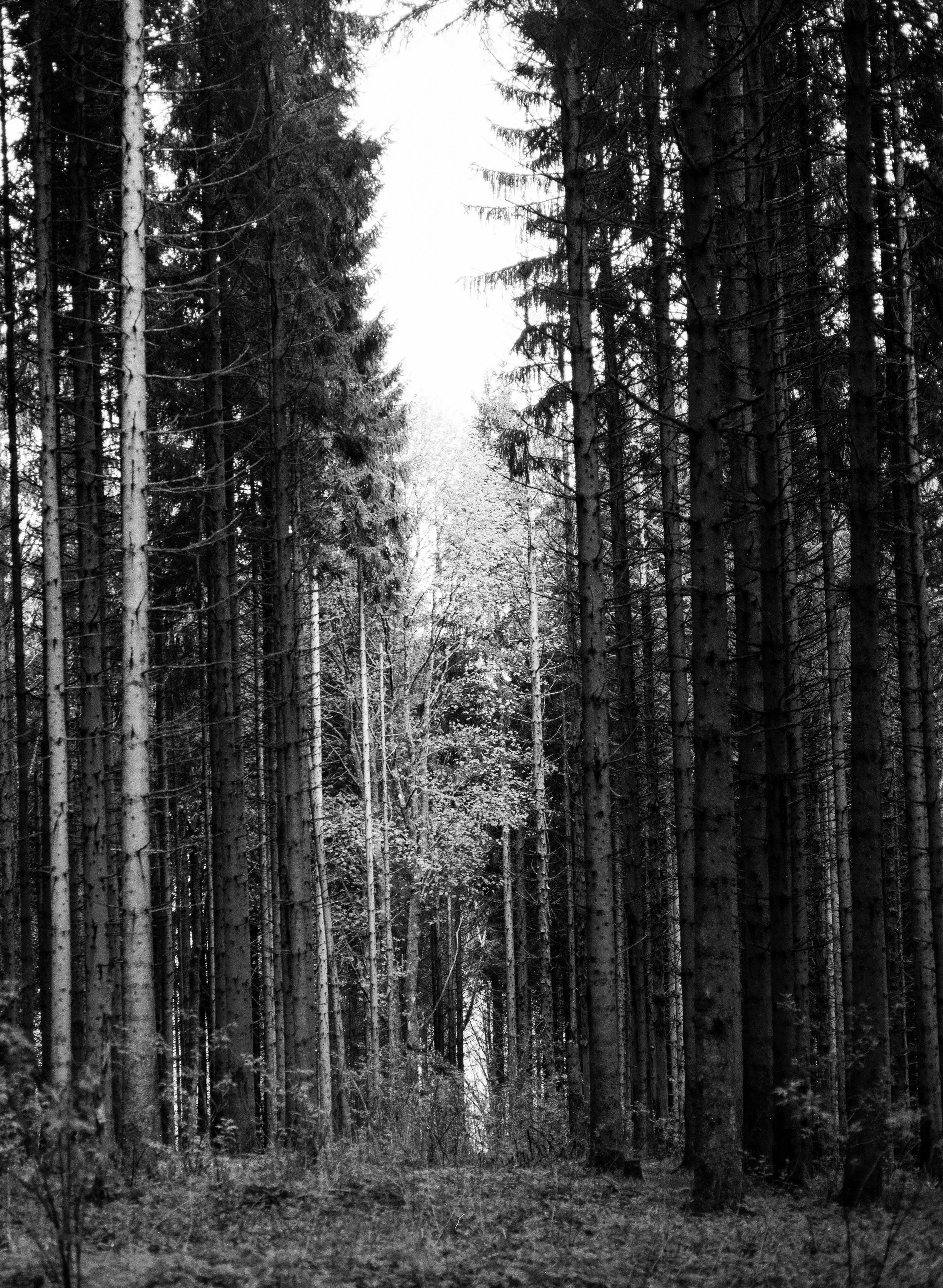 Dichte Wald mit hohen Bäumen, wenig Licht, überwiegend in Schwarz-Weiß, im mittleren Bereich sieht man einen schmalen Weg. Kreuzberg Rhön auf BW Film,